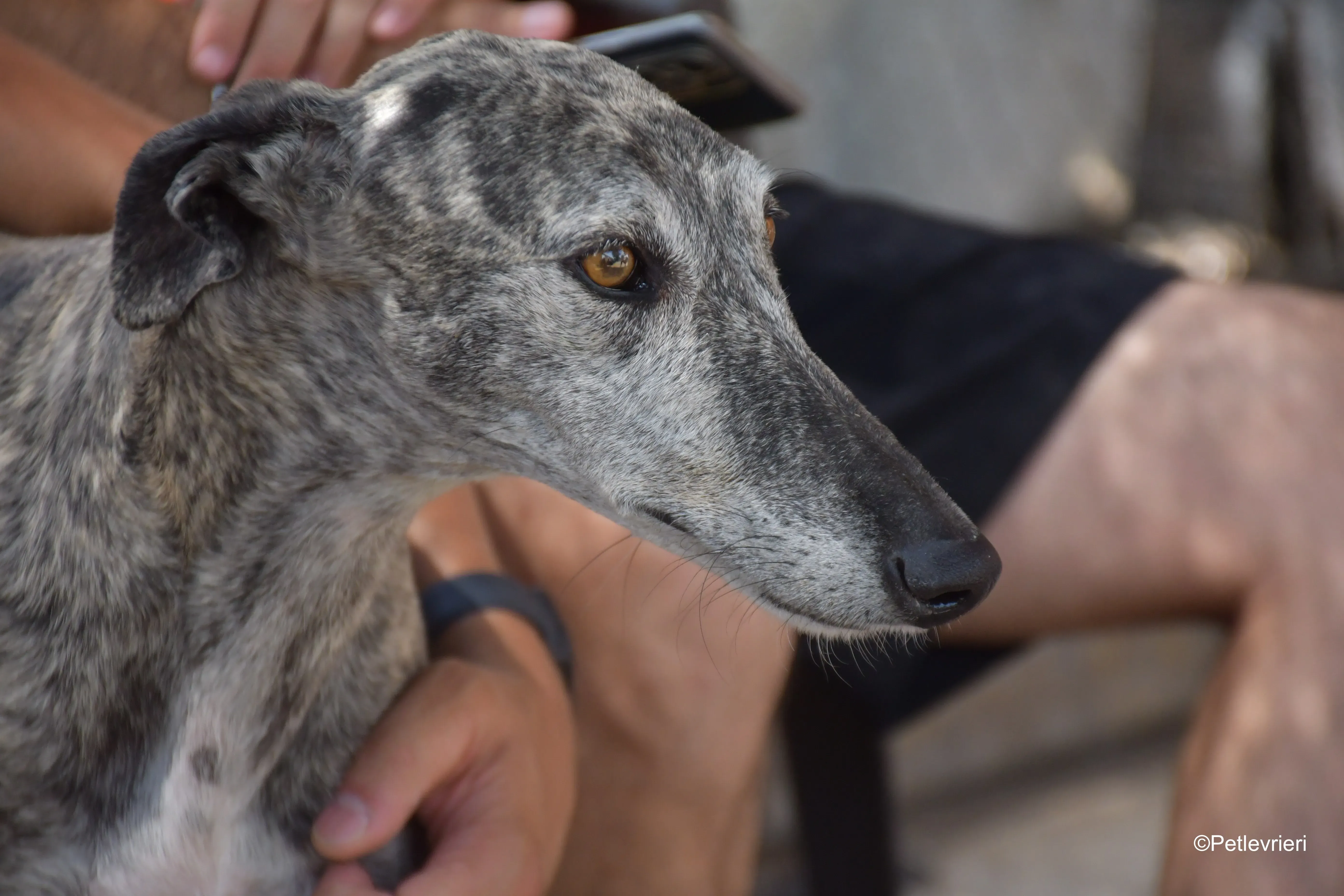 piquet adozione levrieri galgo 1