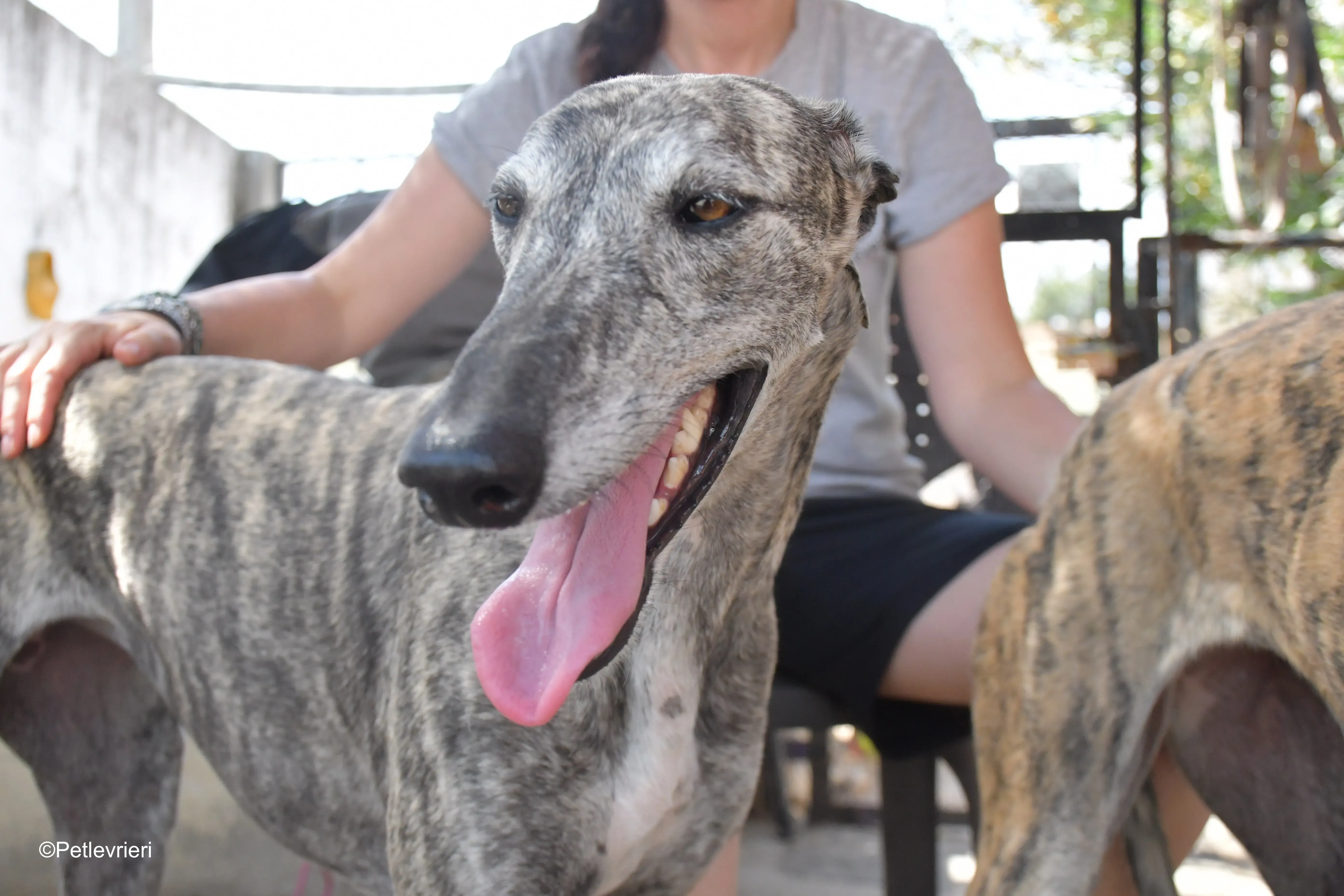 piquet adozione levrieri galgo 10