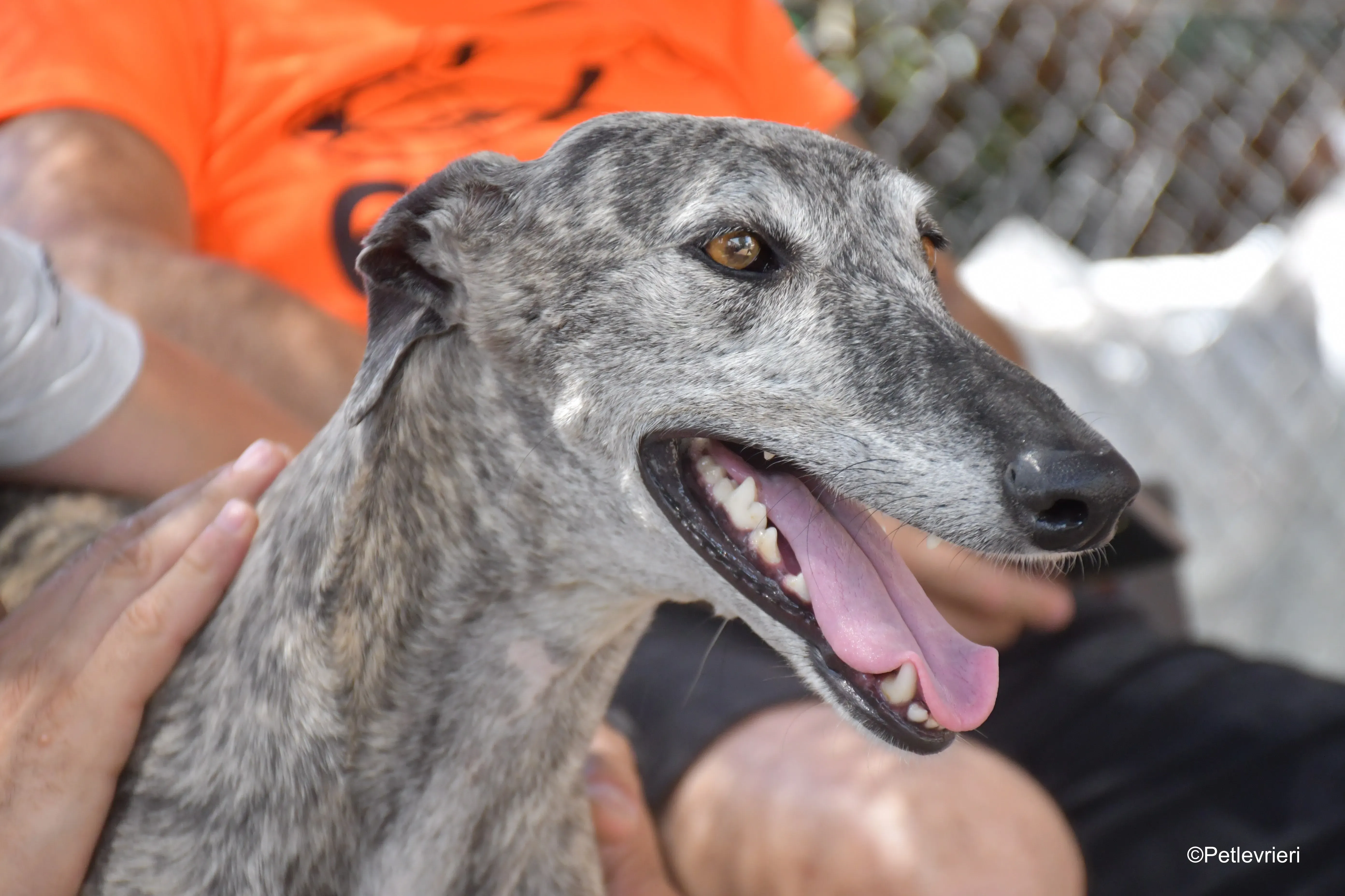 piquet adozione levrieri galgo 2 1