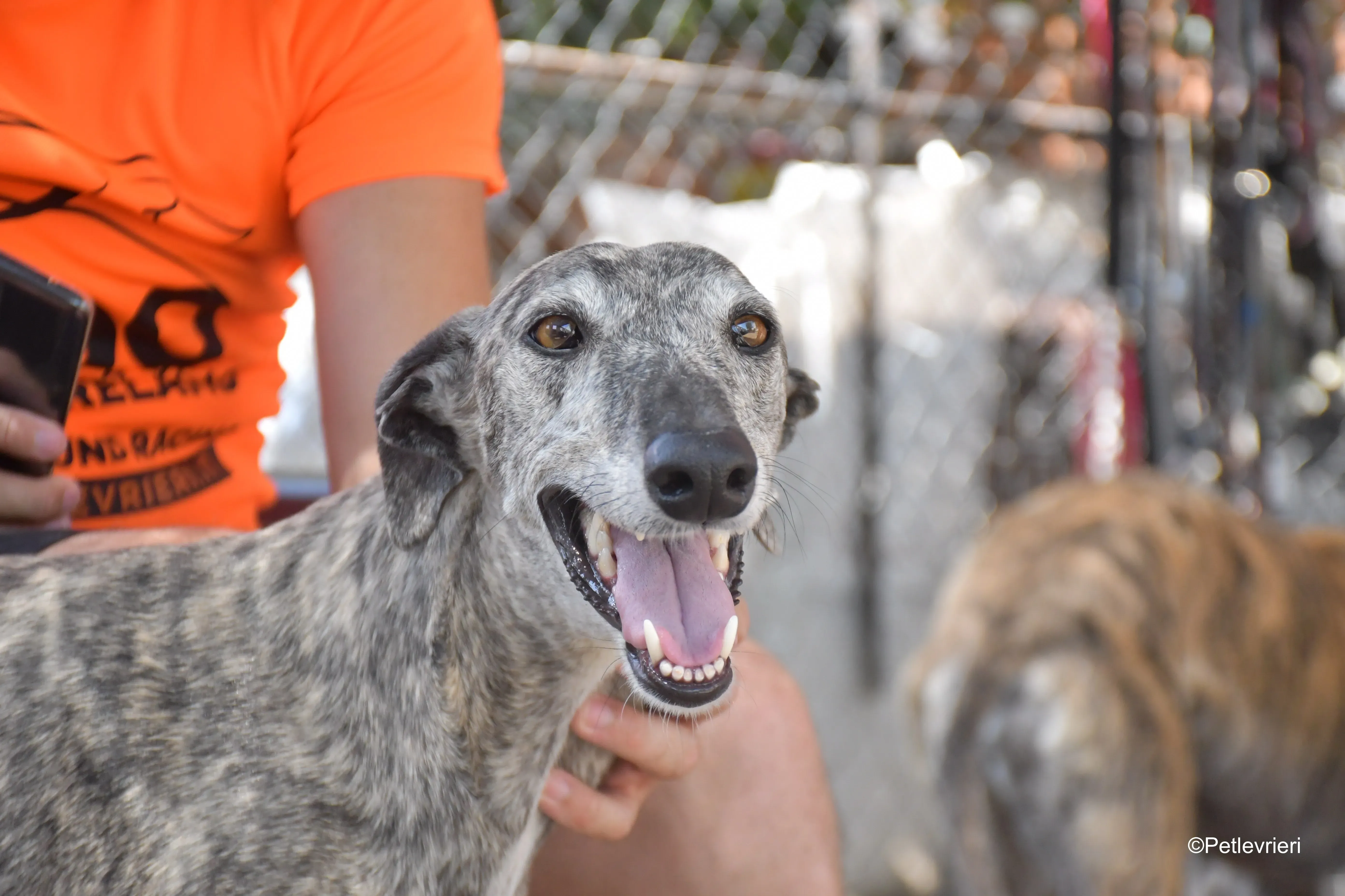 piquet adozione levrieri galgo 3