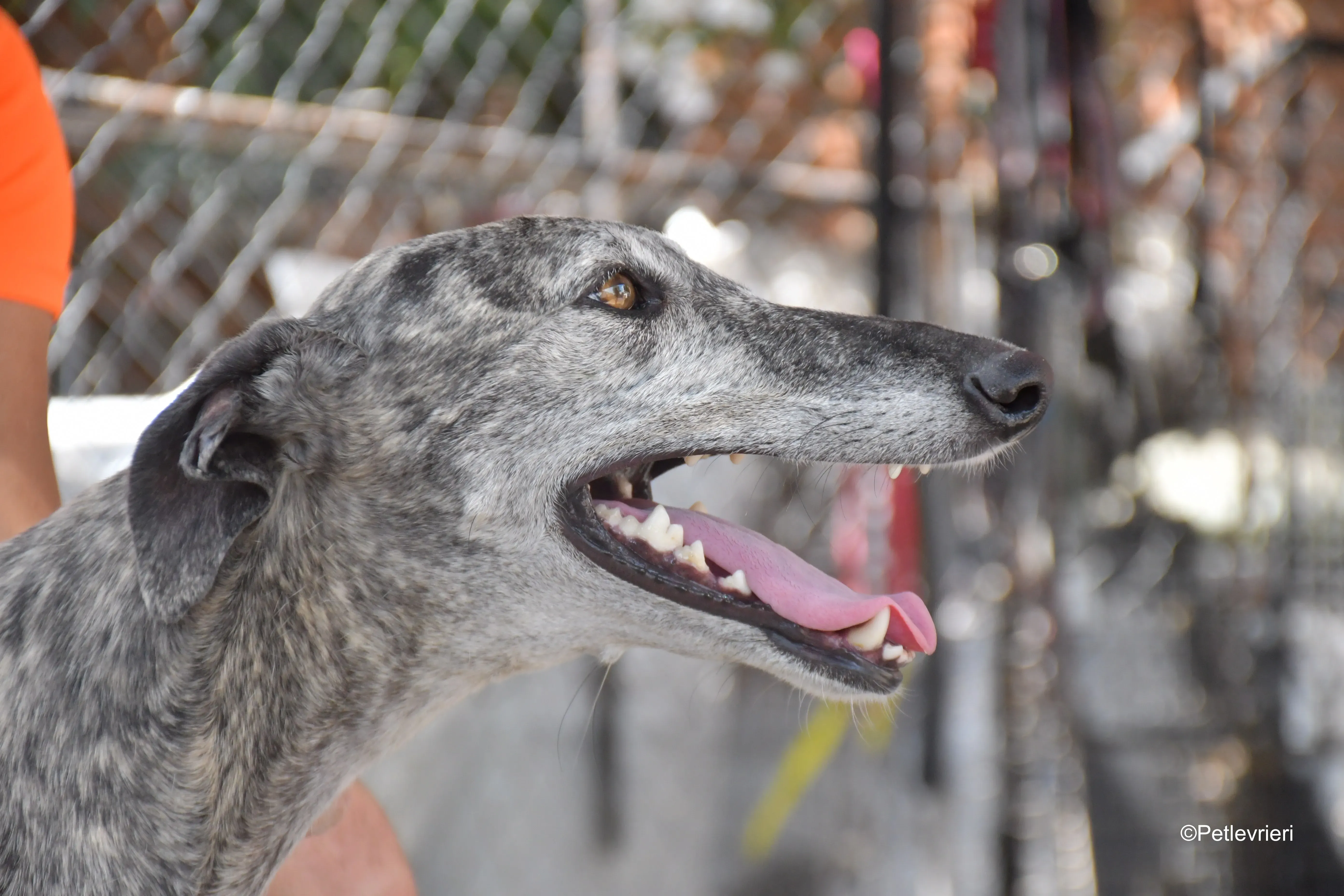 piquet adozione levrieri galgo 4 1