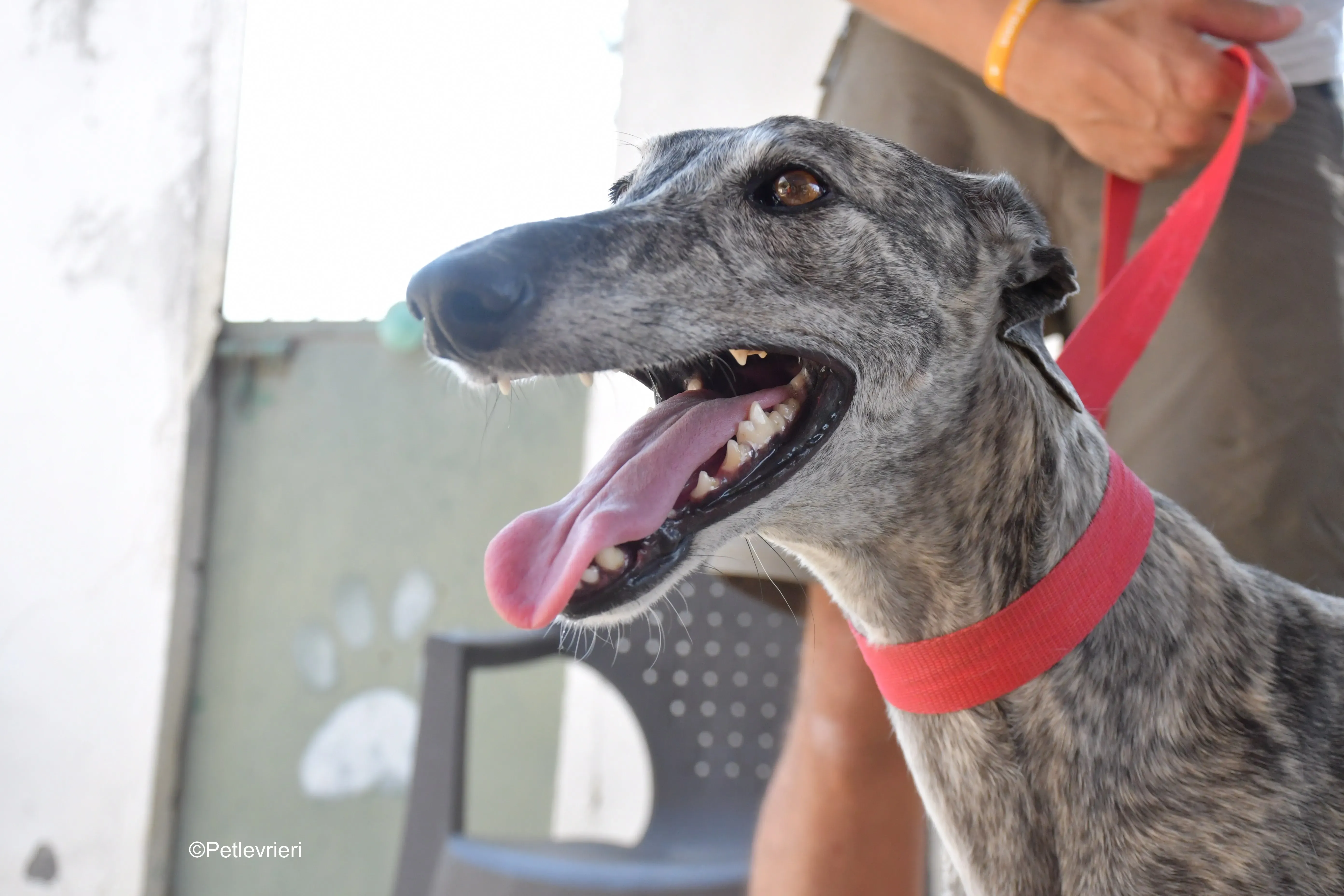 piquet adozione levrieri galgo 5