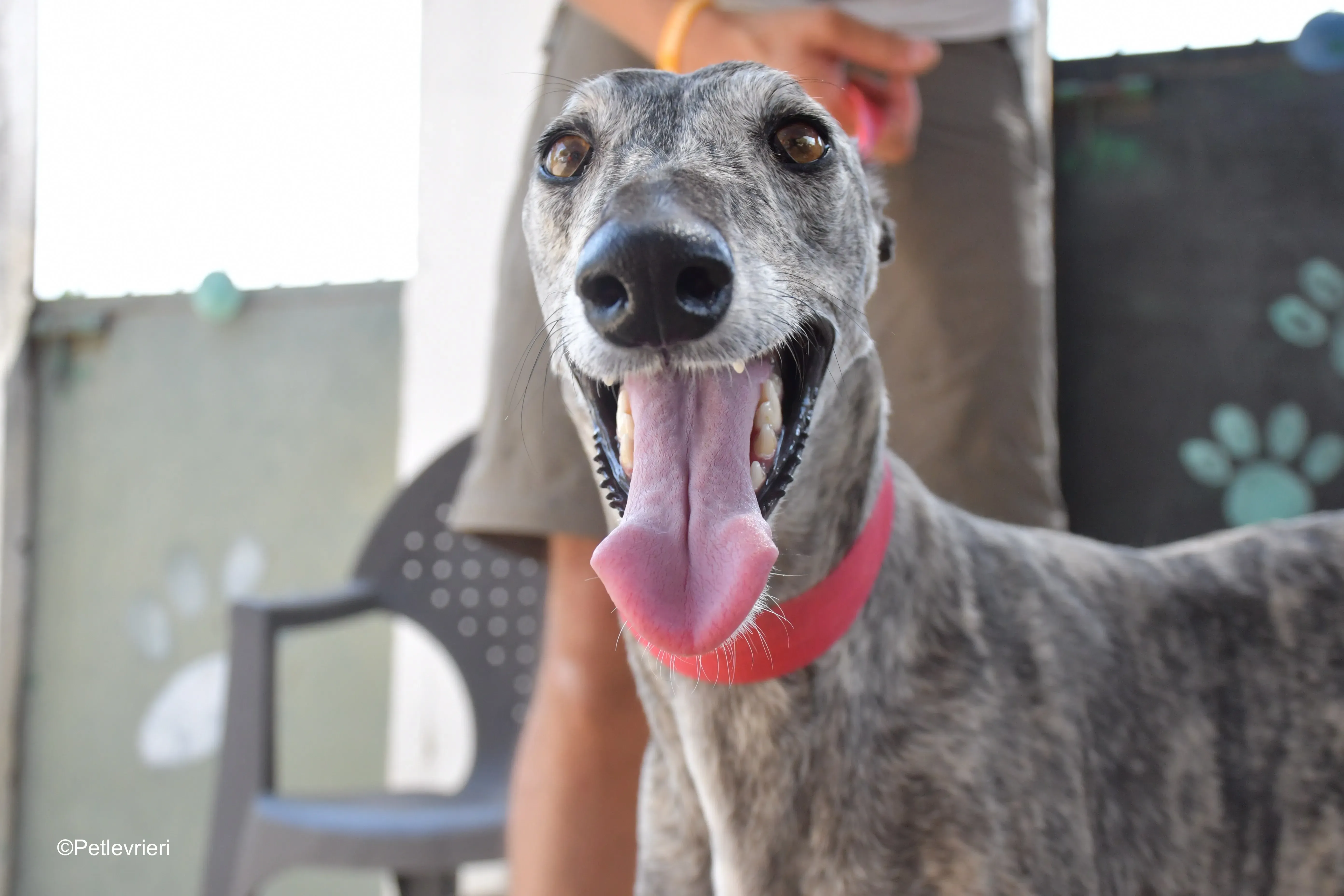 piquet adozione levrieri galgo 6