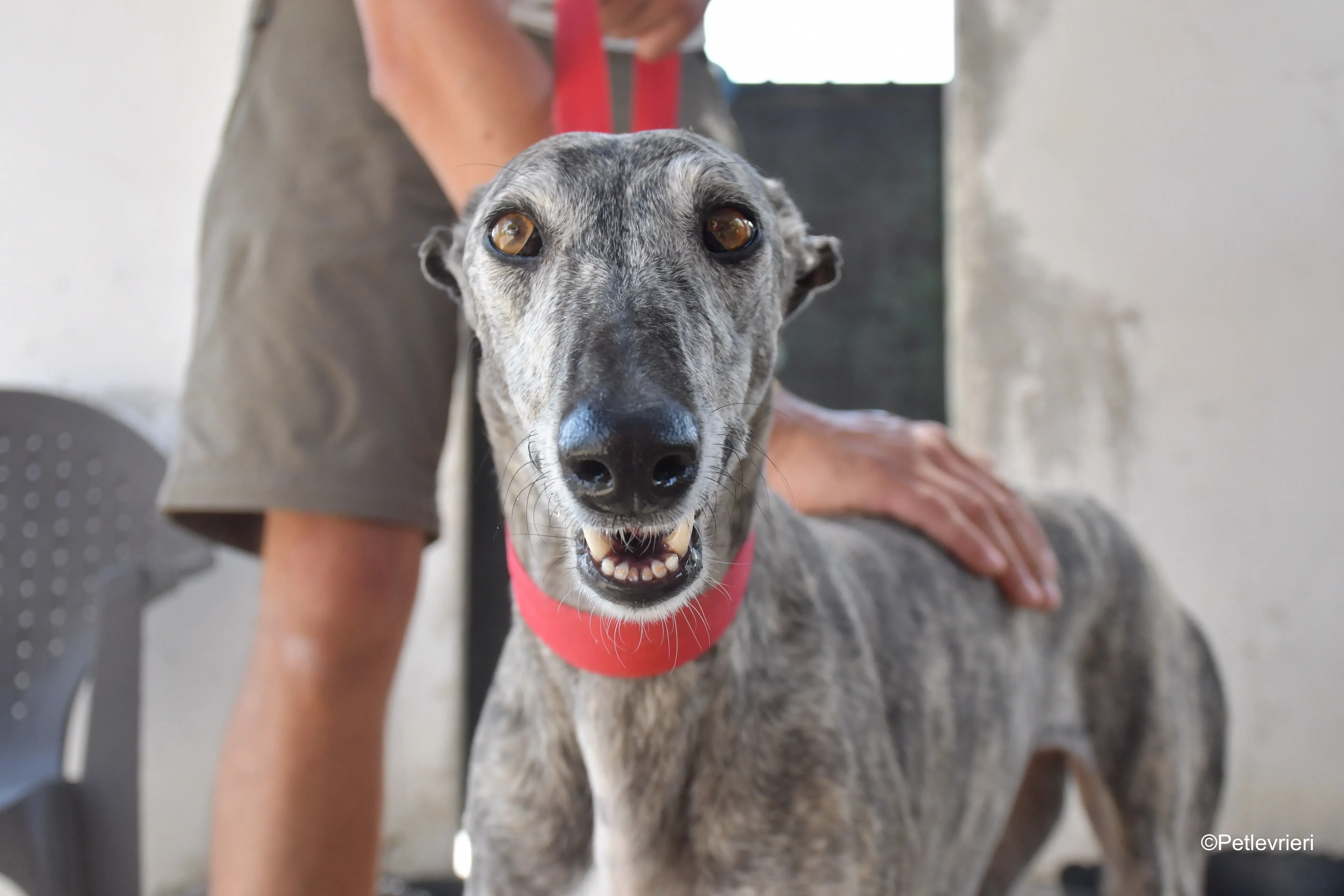 piquet adozione levrieri galgo 7