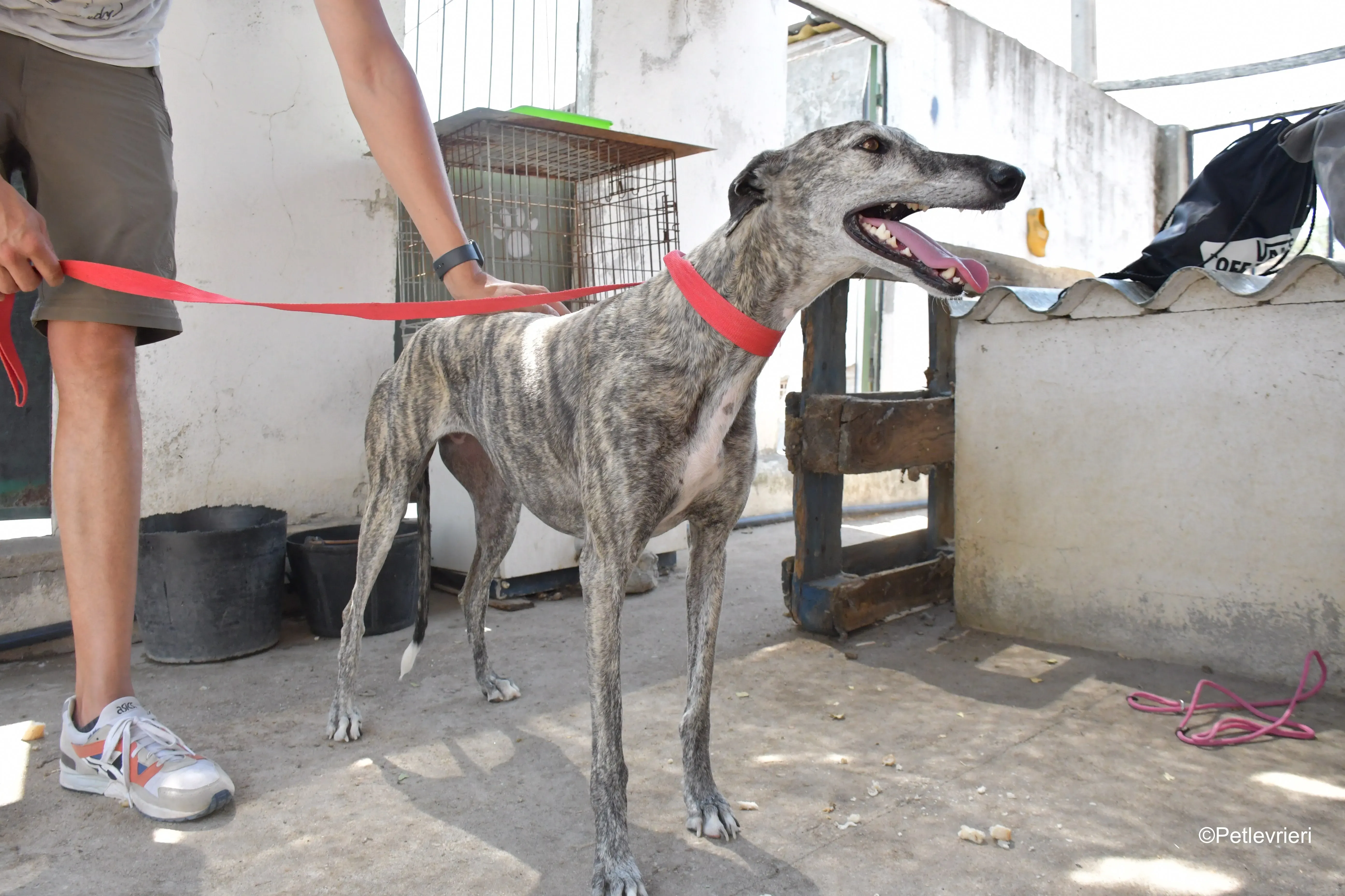 piquet adozione levrieri galgo 8