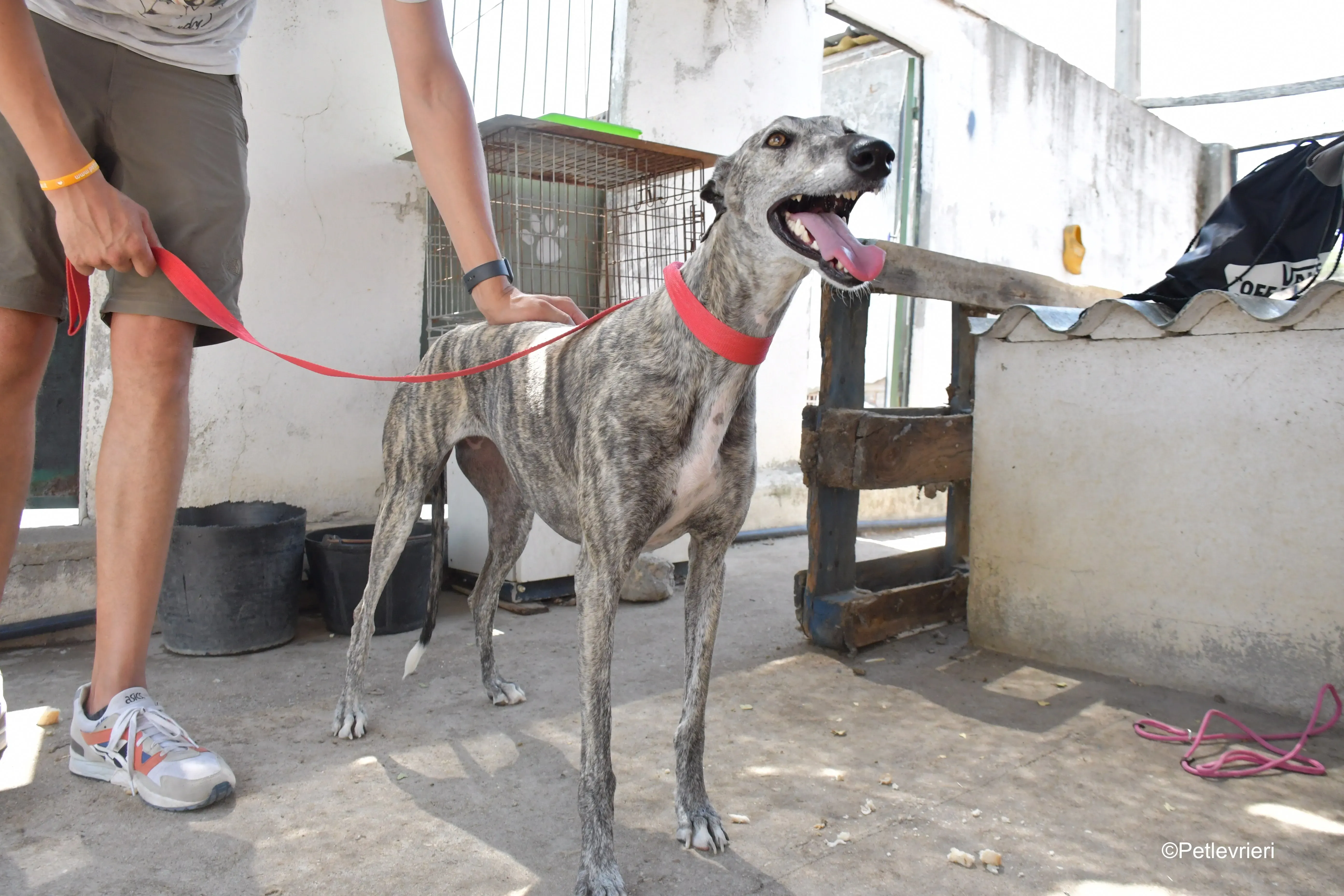 piquet adozione levrieri galgo 9