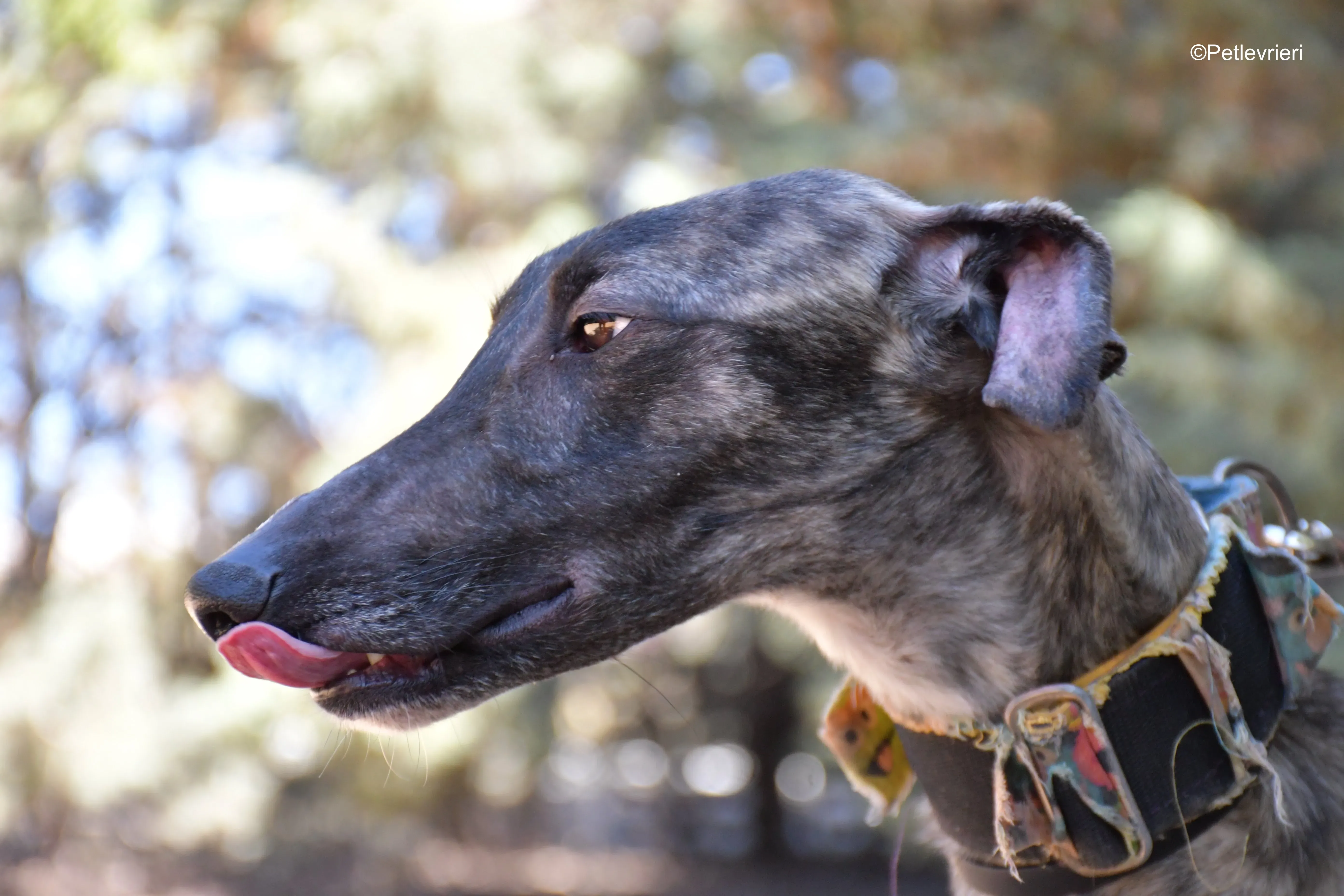 pirata adozione levrieri galgo 11