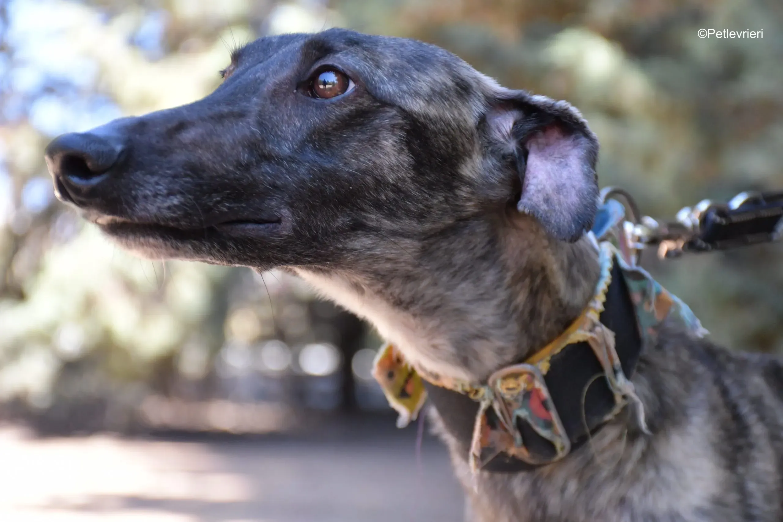 pirata adozione levrieri galgo 12 scaled