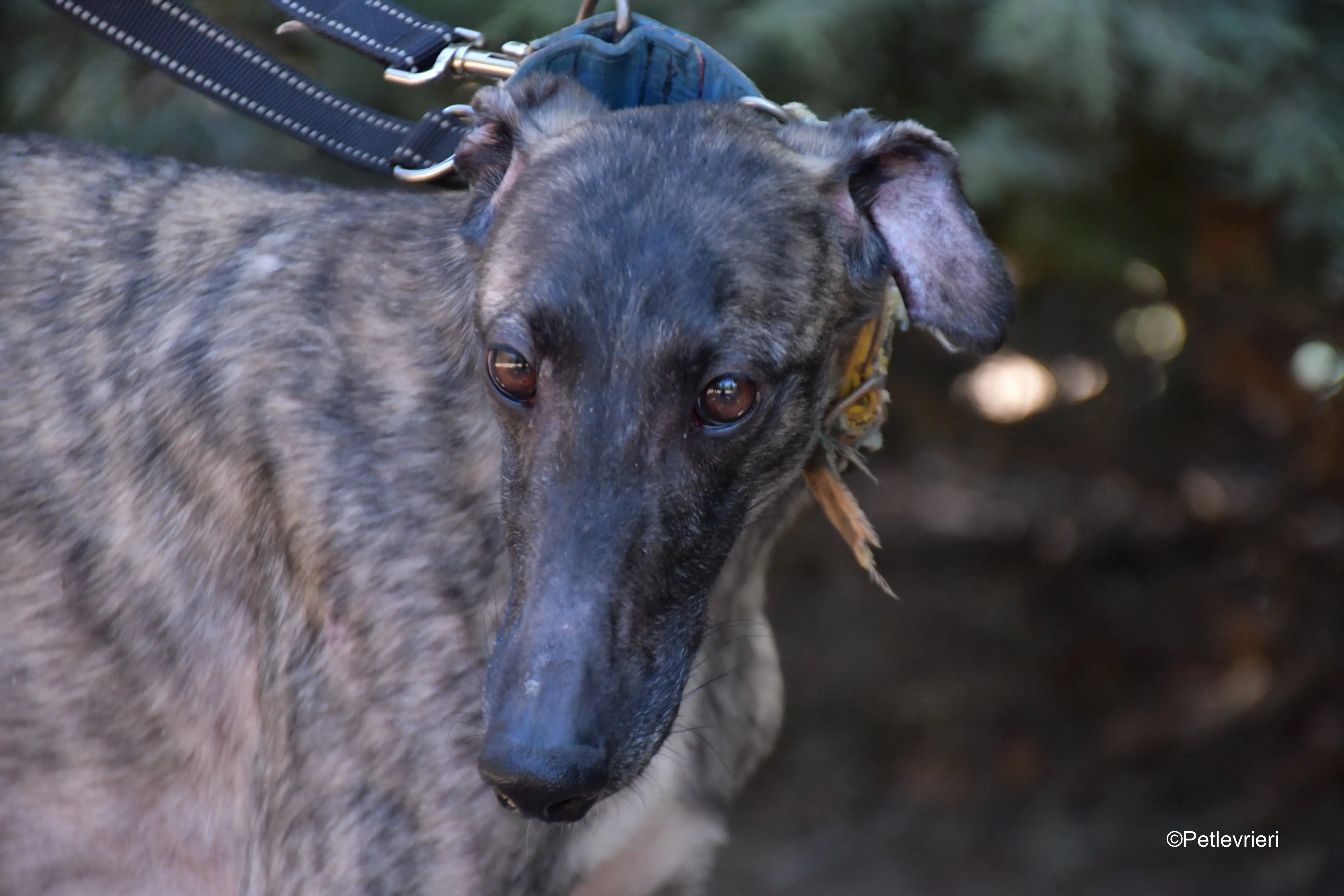 pirata adozione levrieri galgo 13