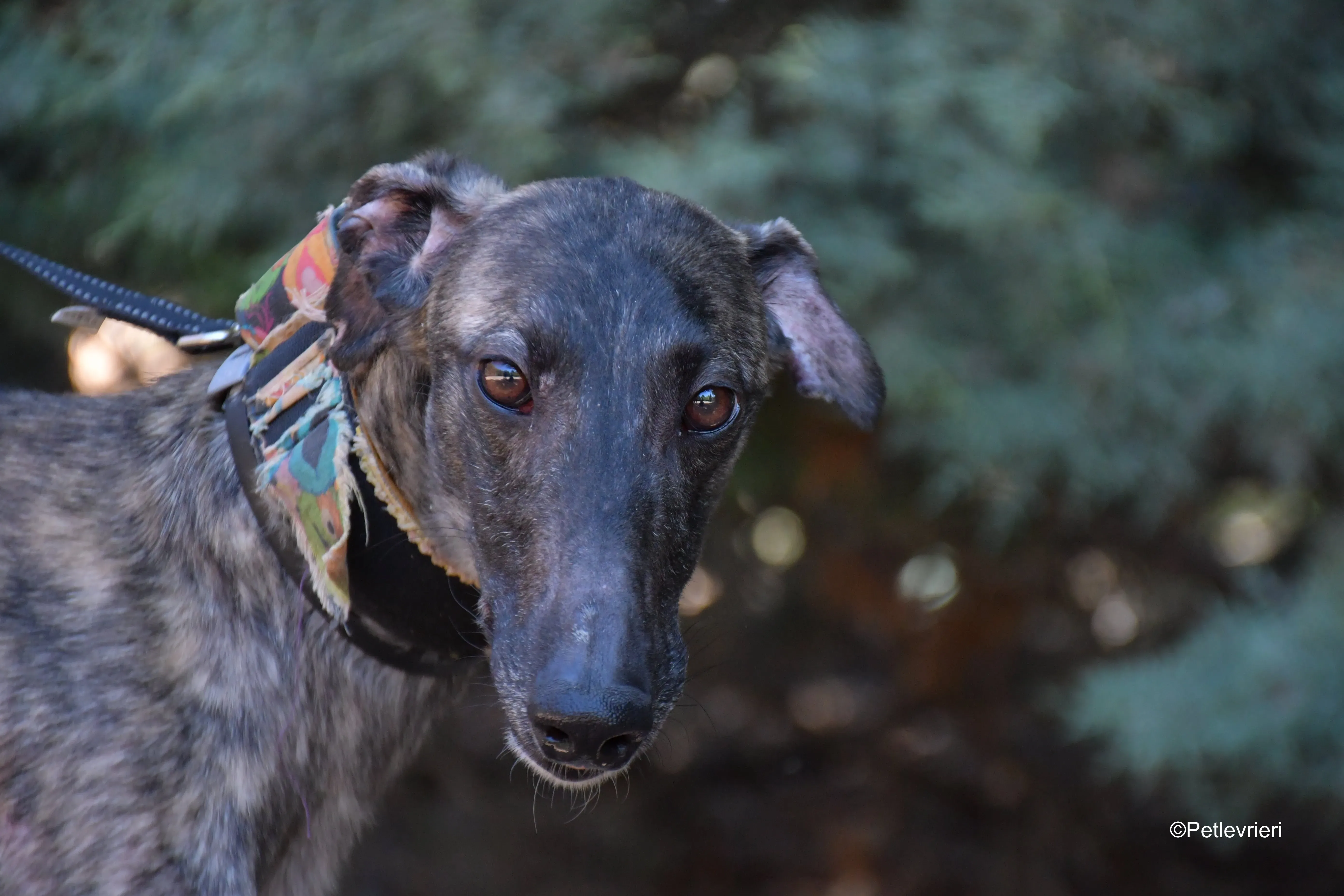 pirata adozione levrieri galgo 14