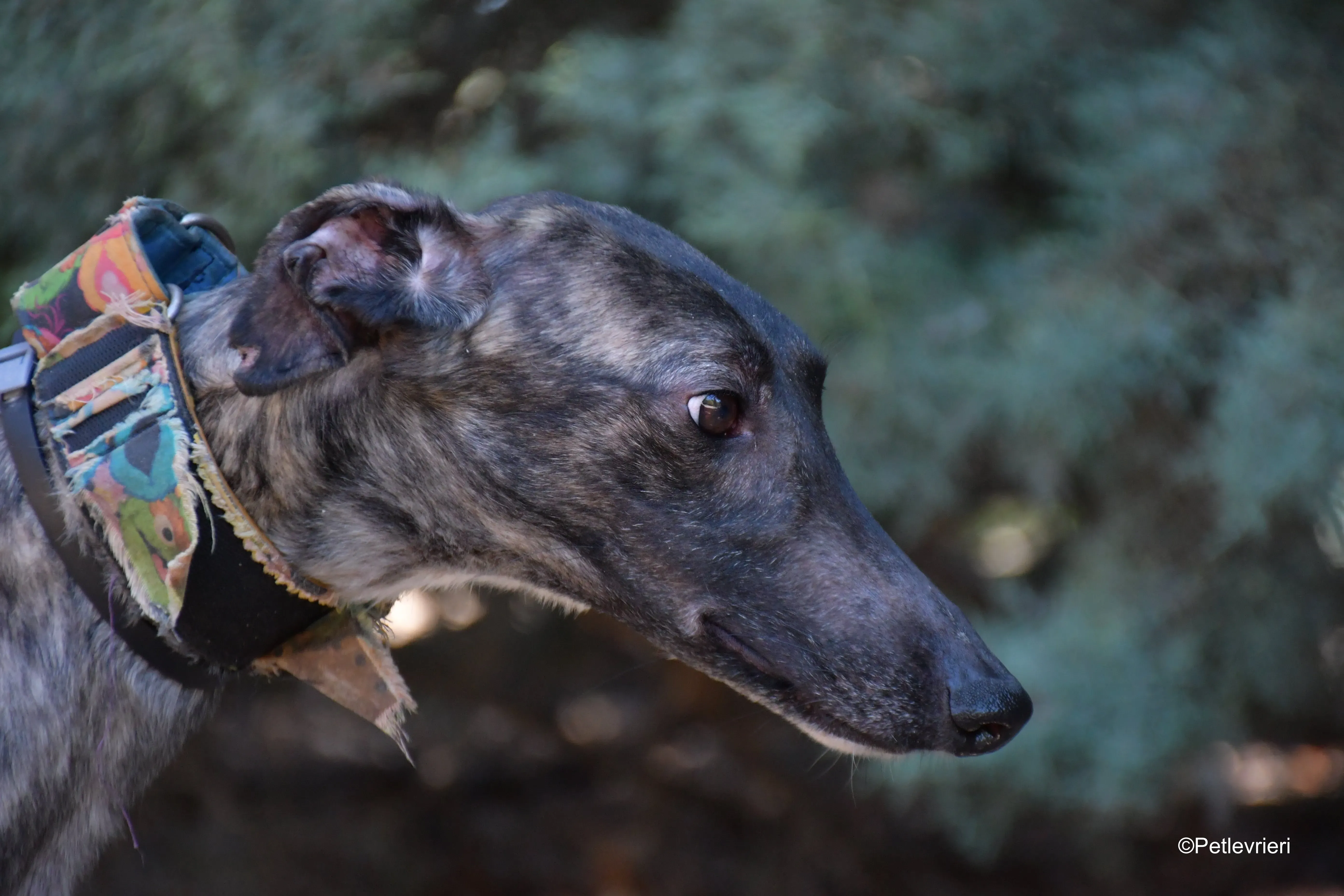 pirata adozione levrieri galgo 15