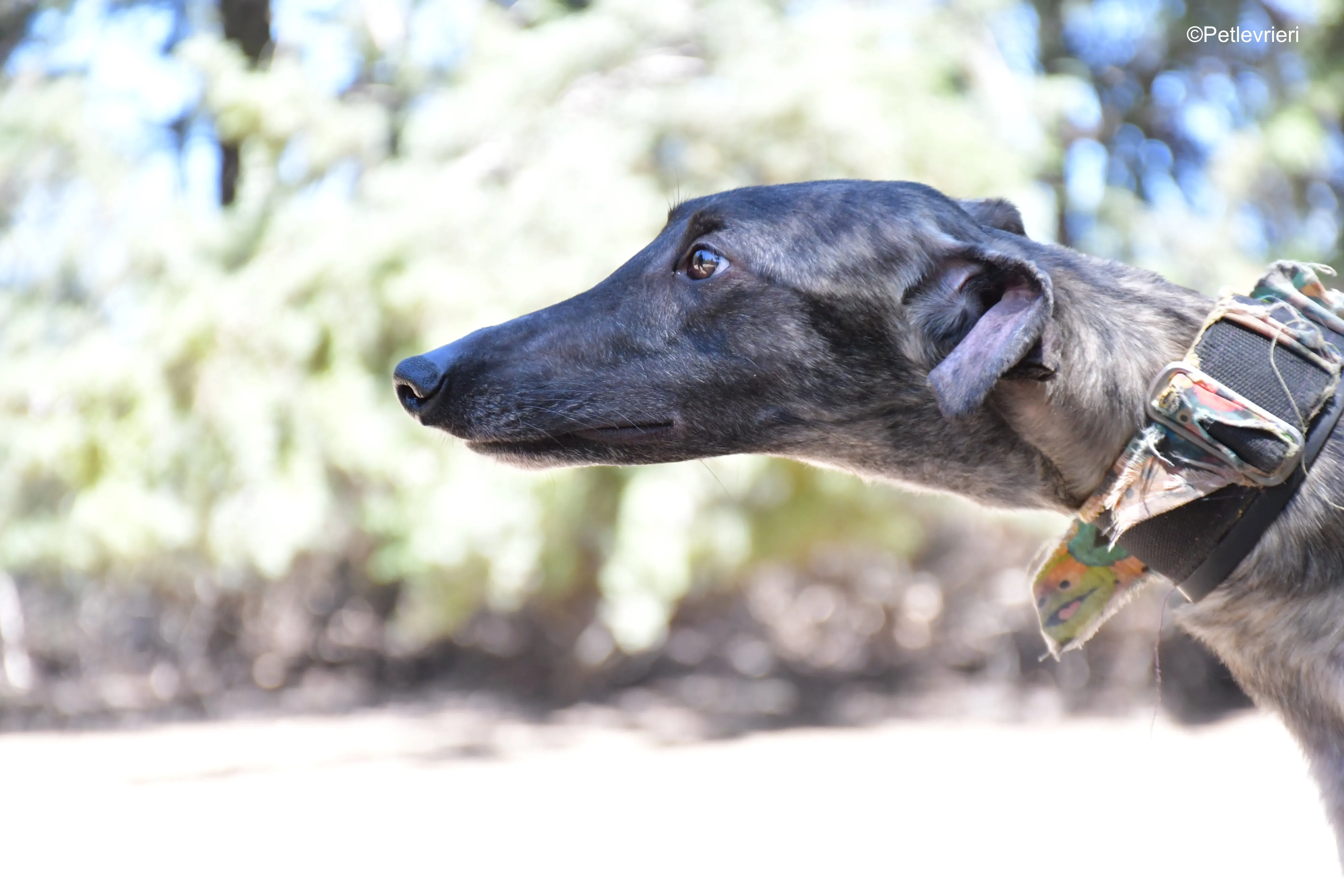 pirata adozione levrieri galgo 16