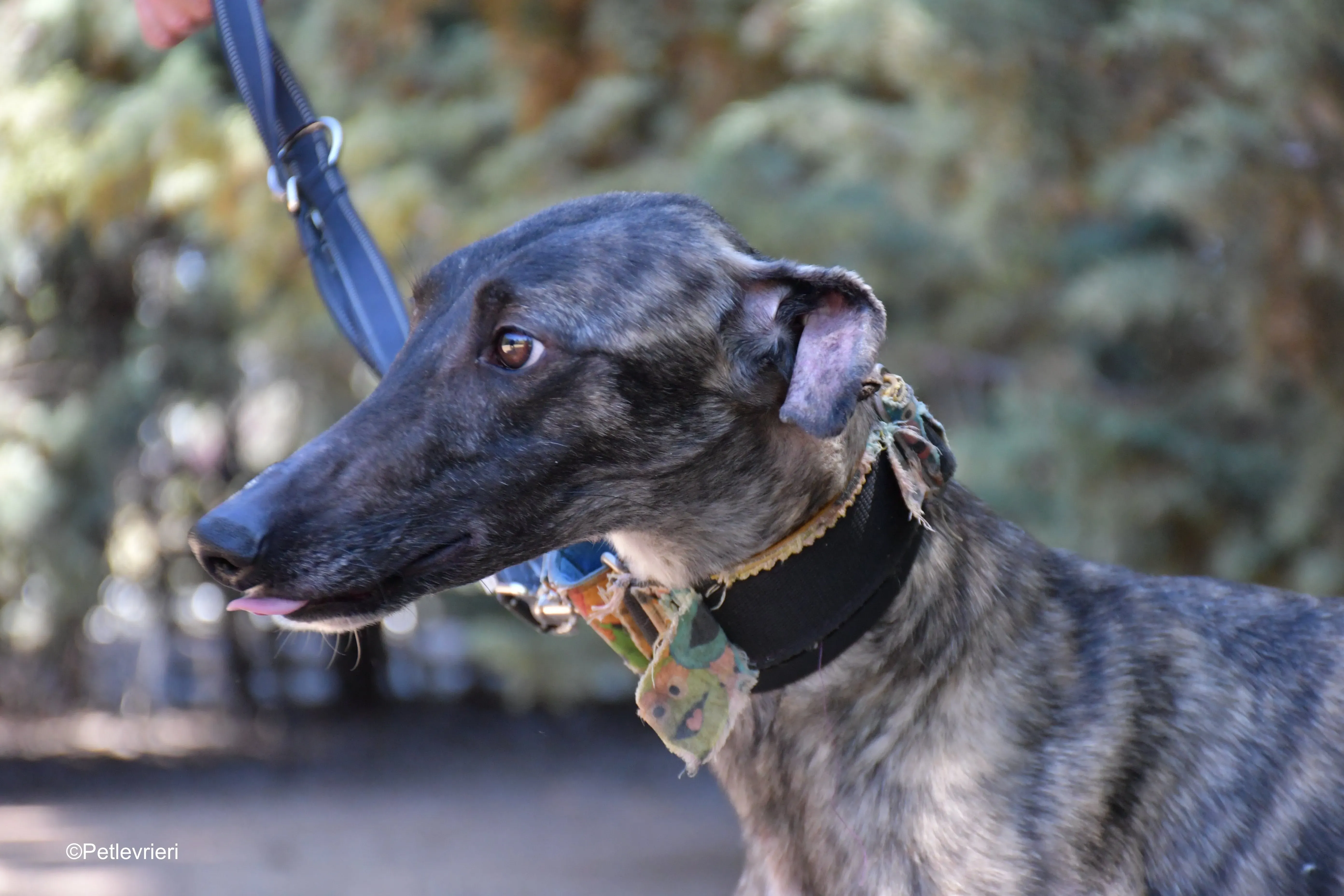 pirata adozione levrieri galgo 17