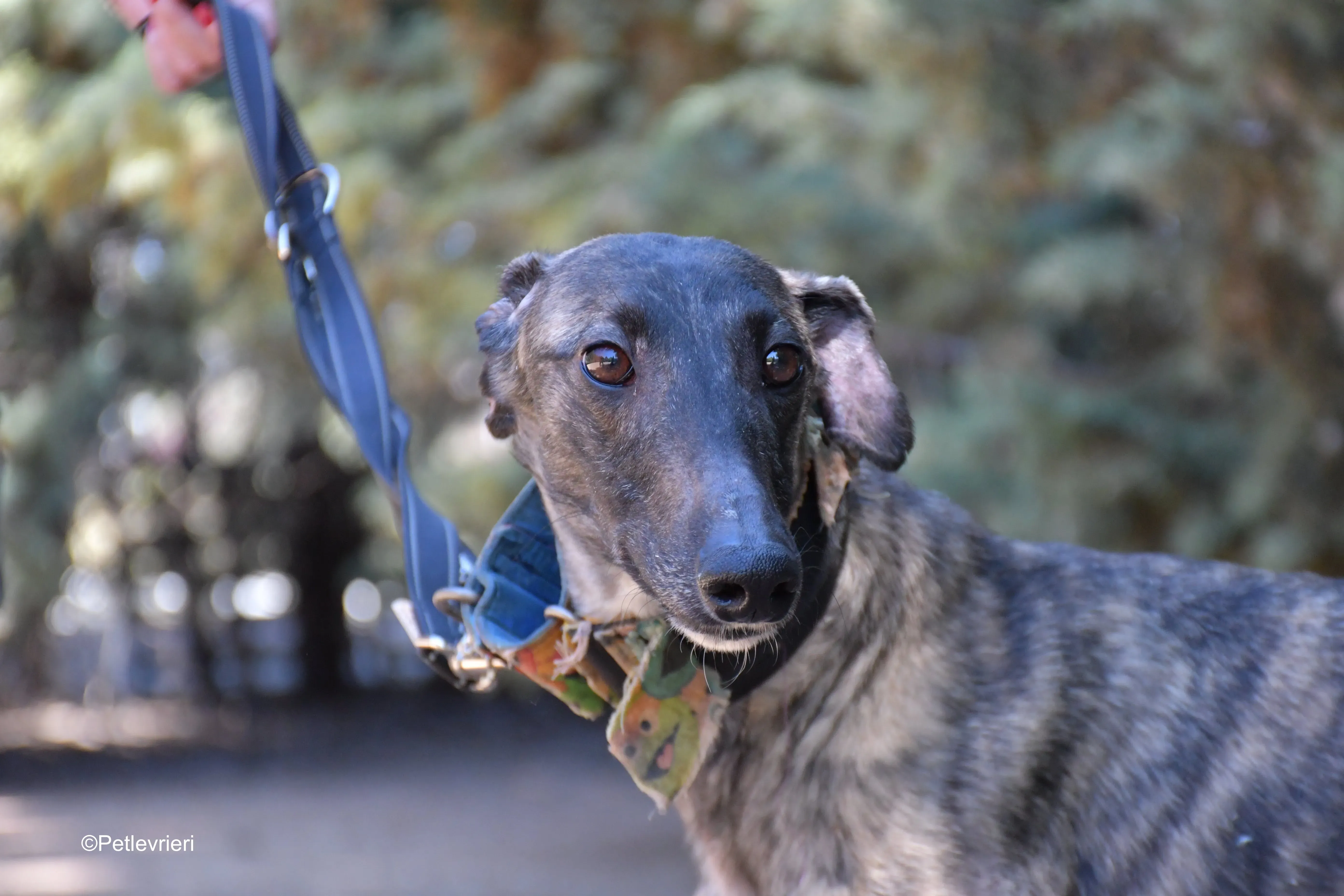 pirata adozione levrieri galgo 18