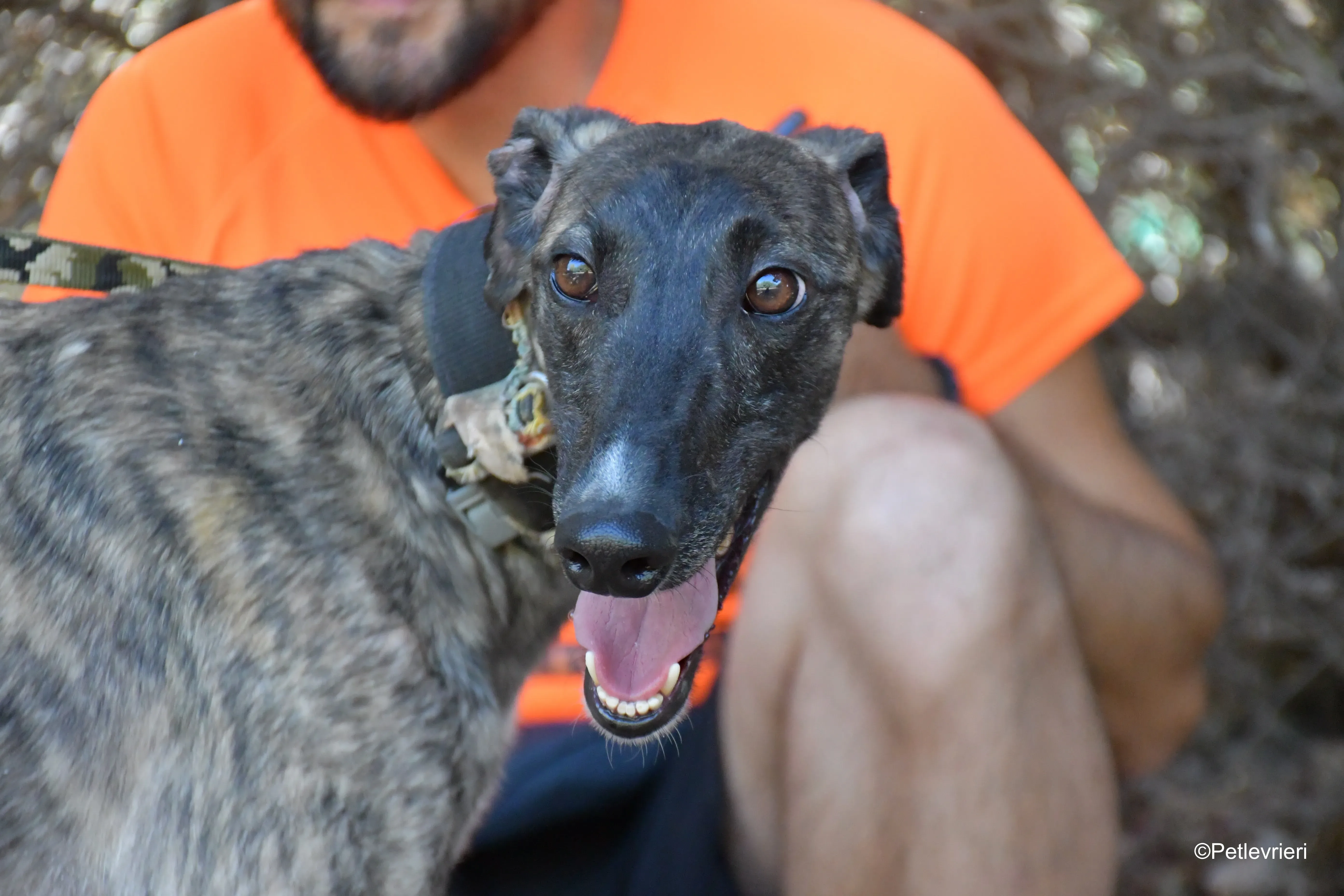 pirata adozione levrieri galgo 2