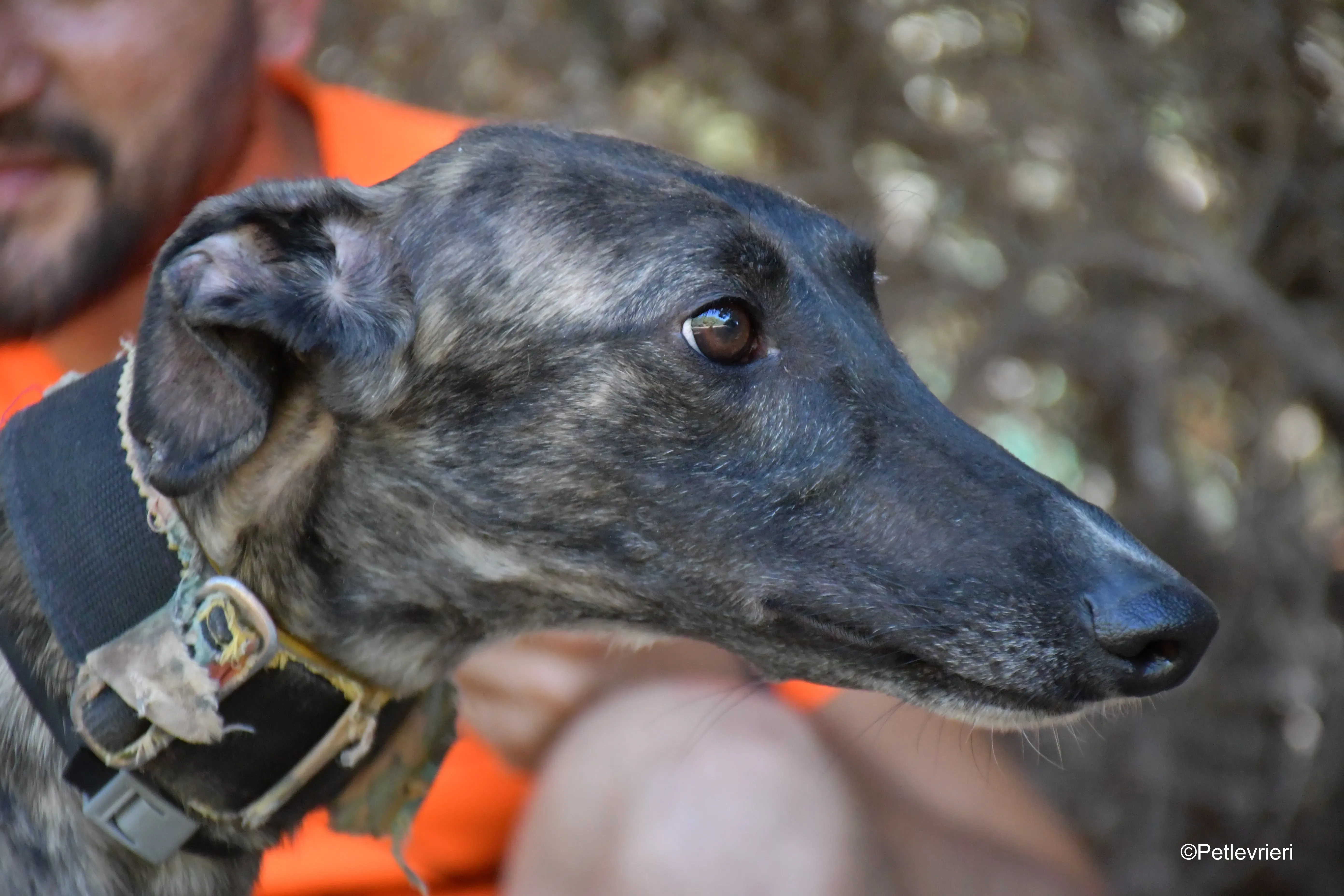 pirata adozione levrieri galgo 3