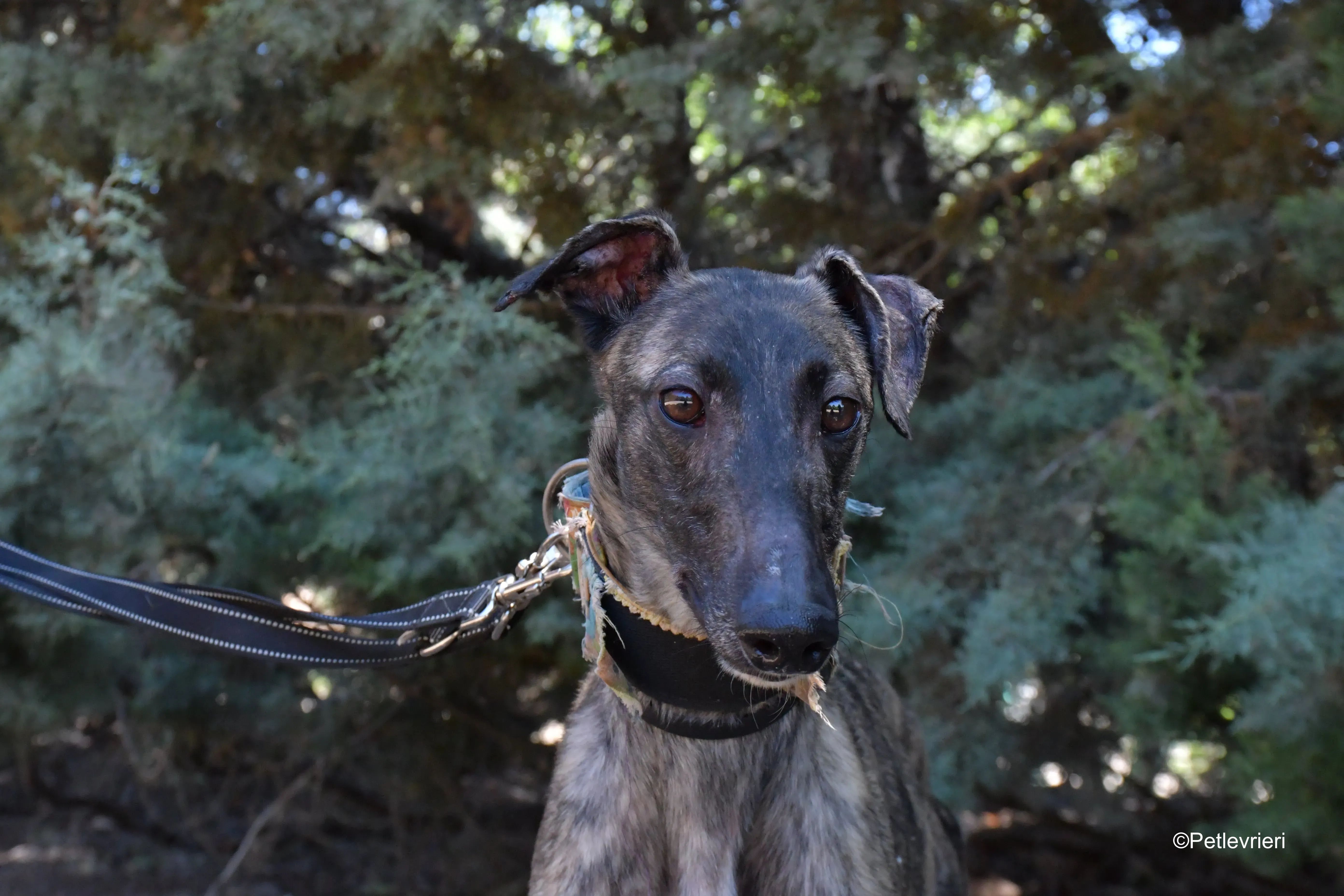 pirata adozione levrieri galgo 5