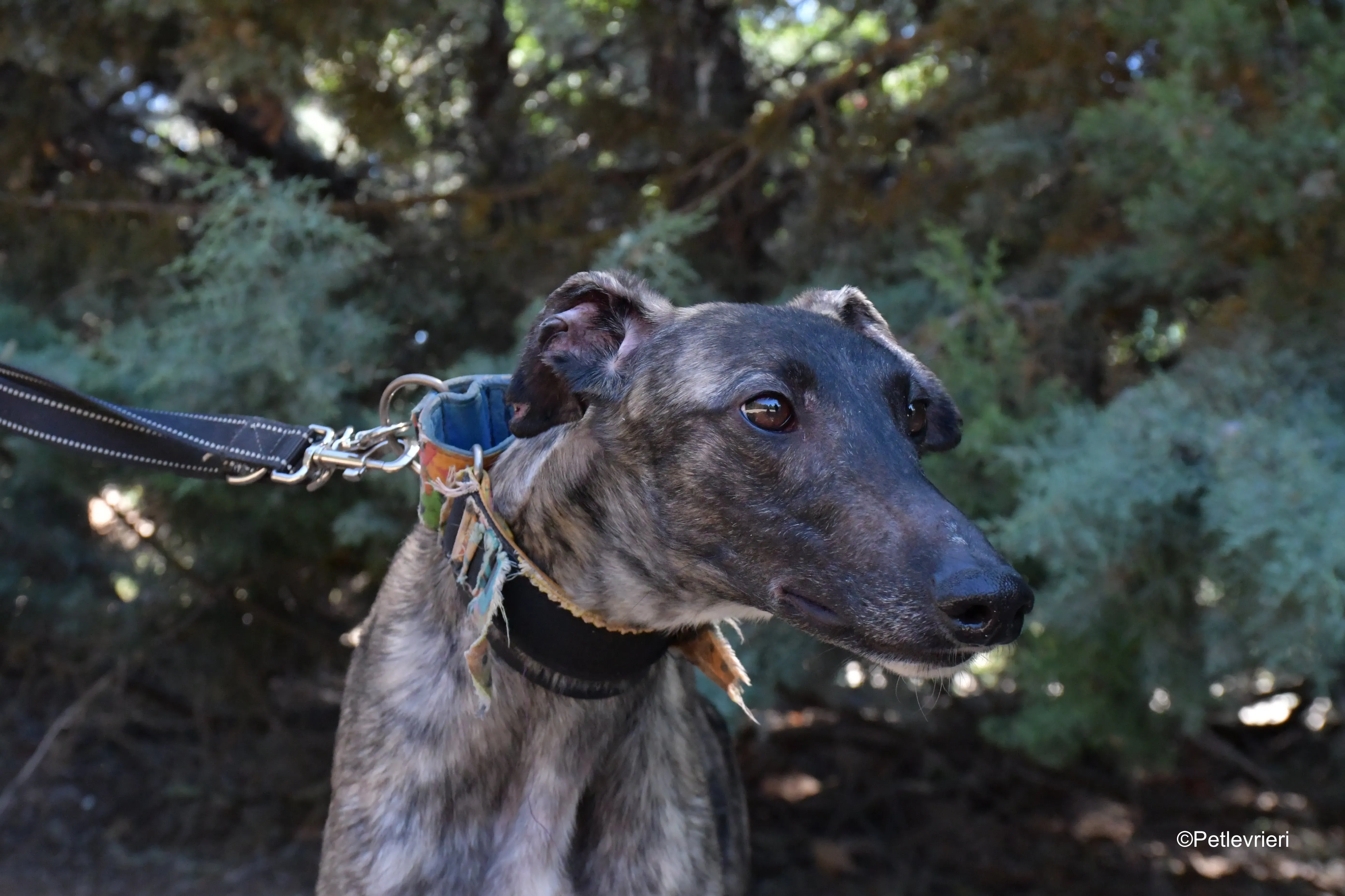 pirata adozione levrieri galgo 6