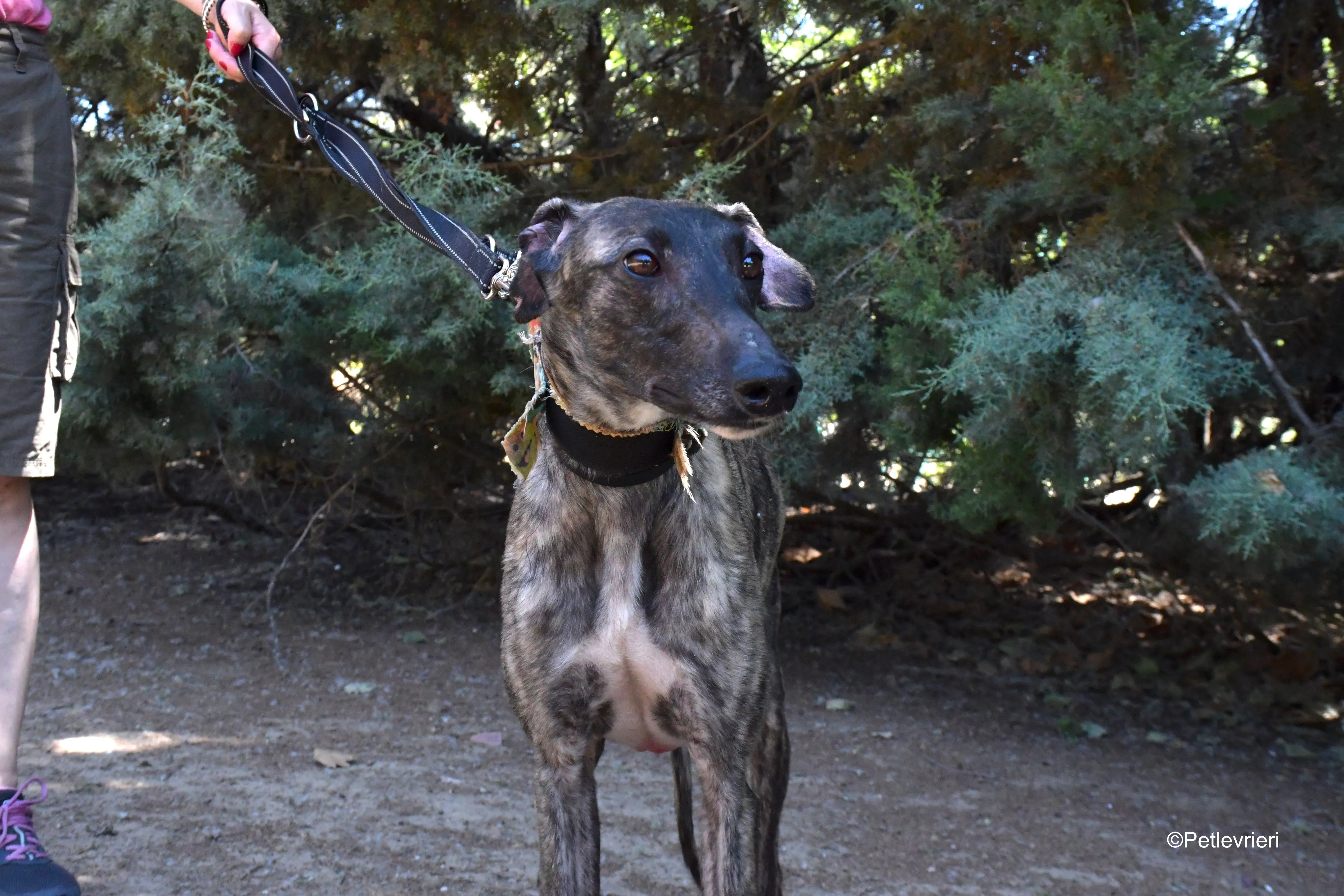 pirata adozione levrieri galgo 8