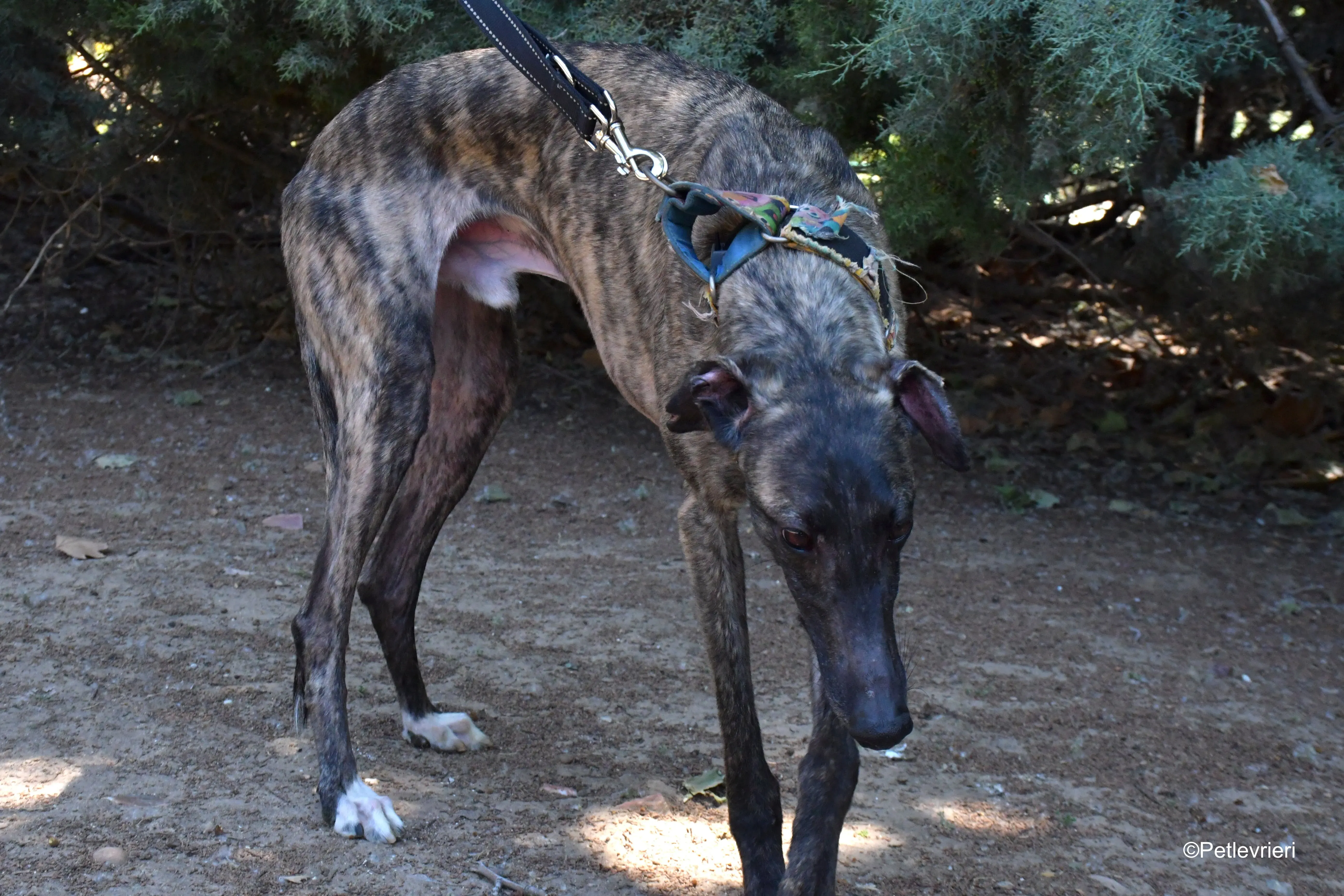 pirata adozione levrieri galgo 9