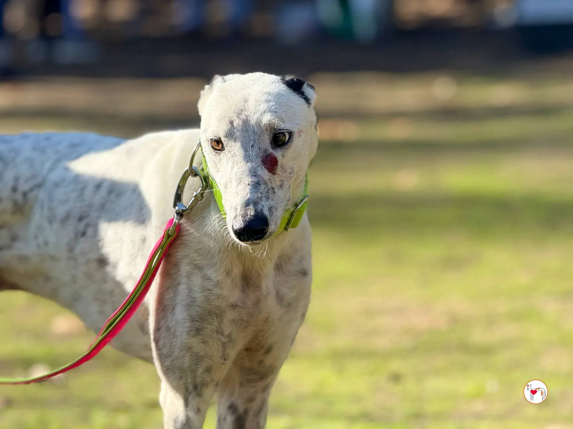 pirata galgo grey adozione 1