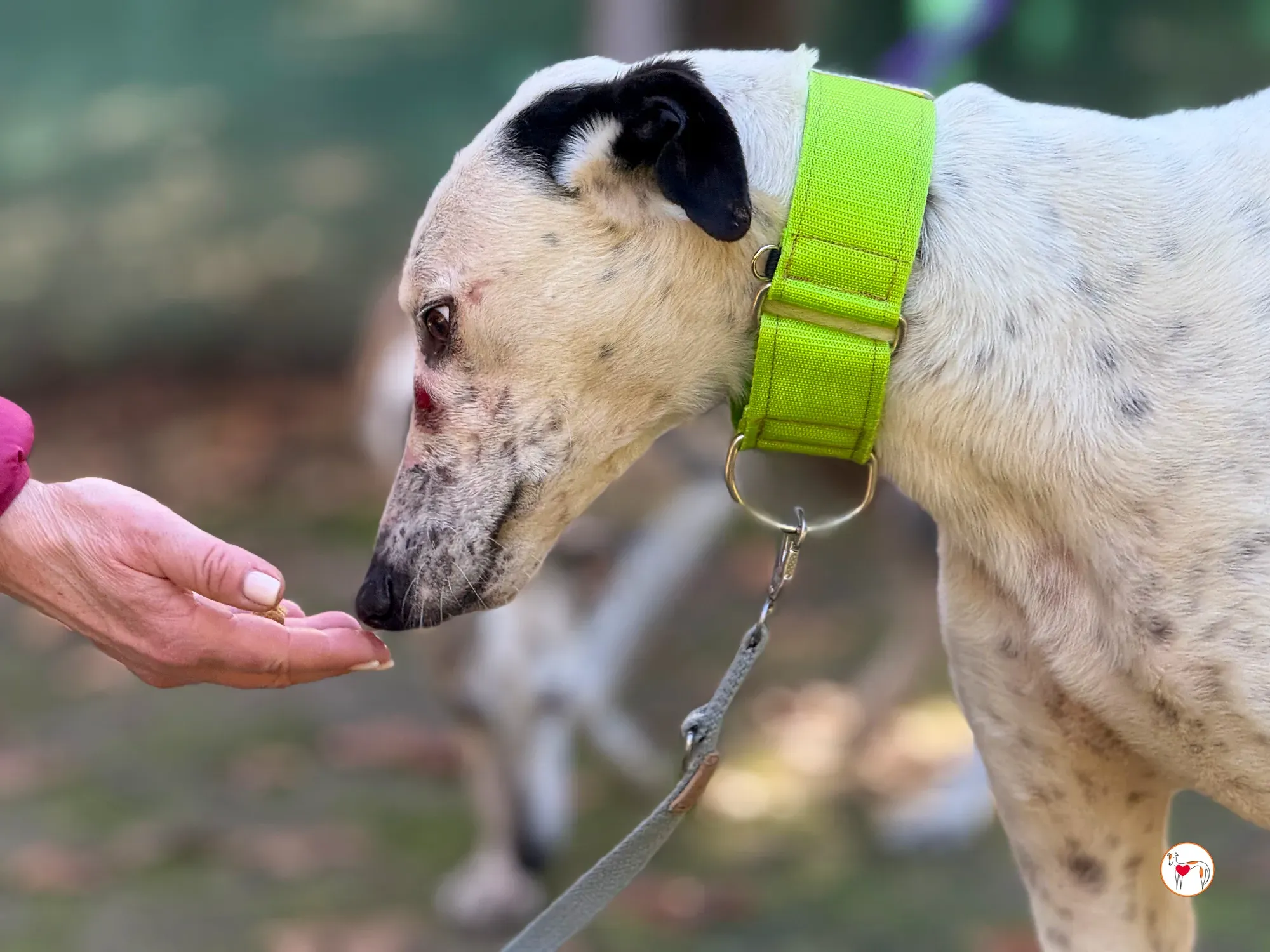 pirata galgo grey adozione 10