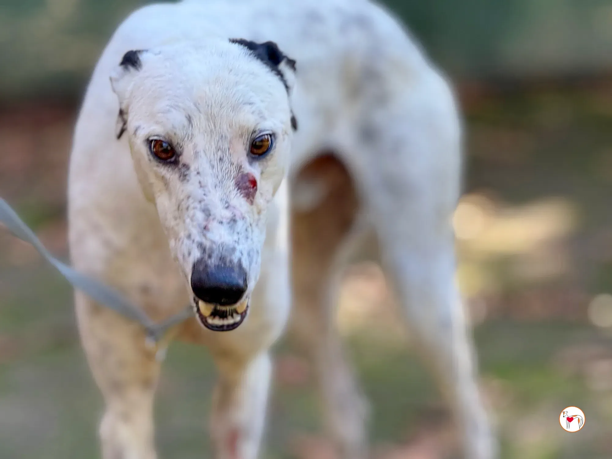 pirata galgo grey adozione 11 1