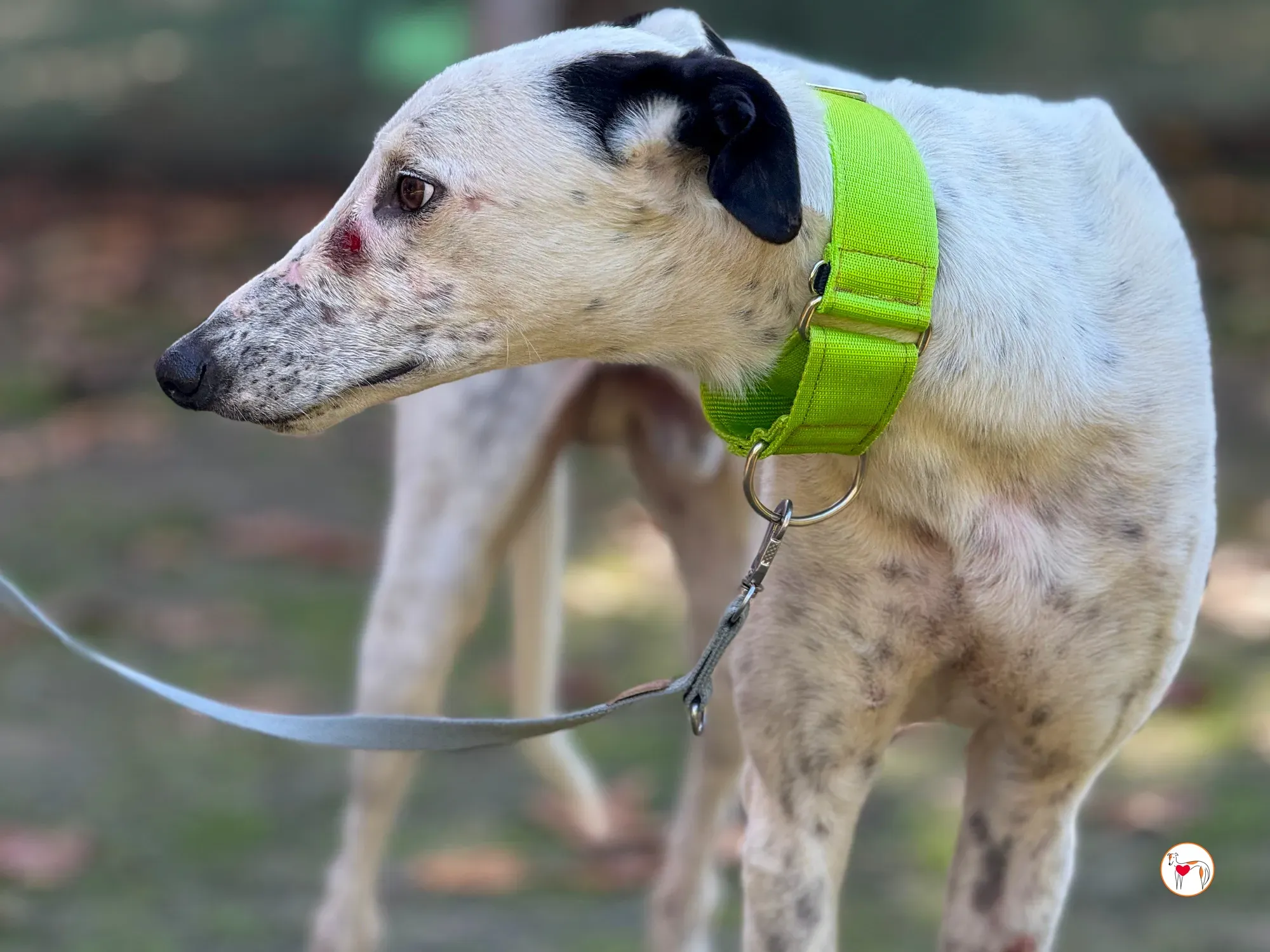 pirata galgo grey adozione 12