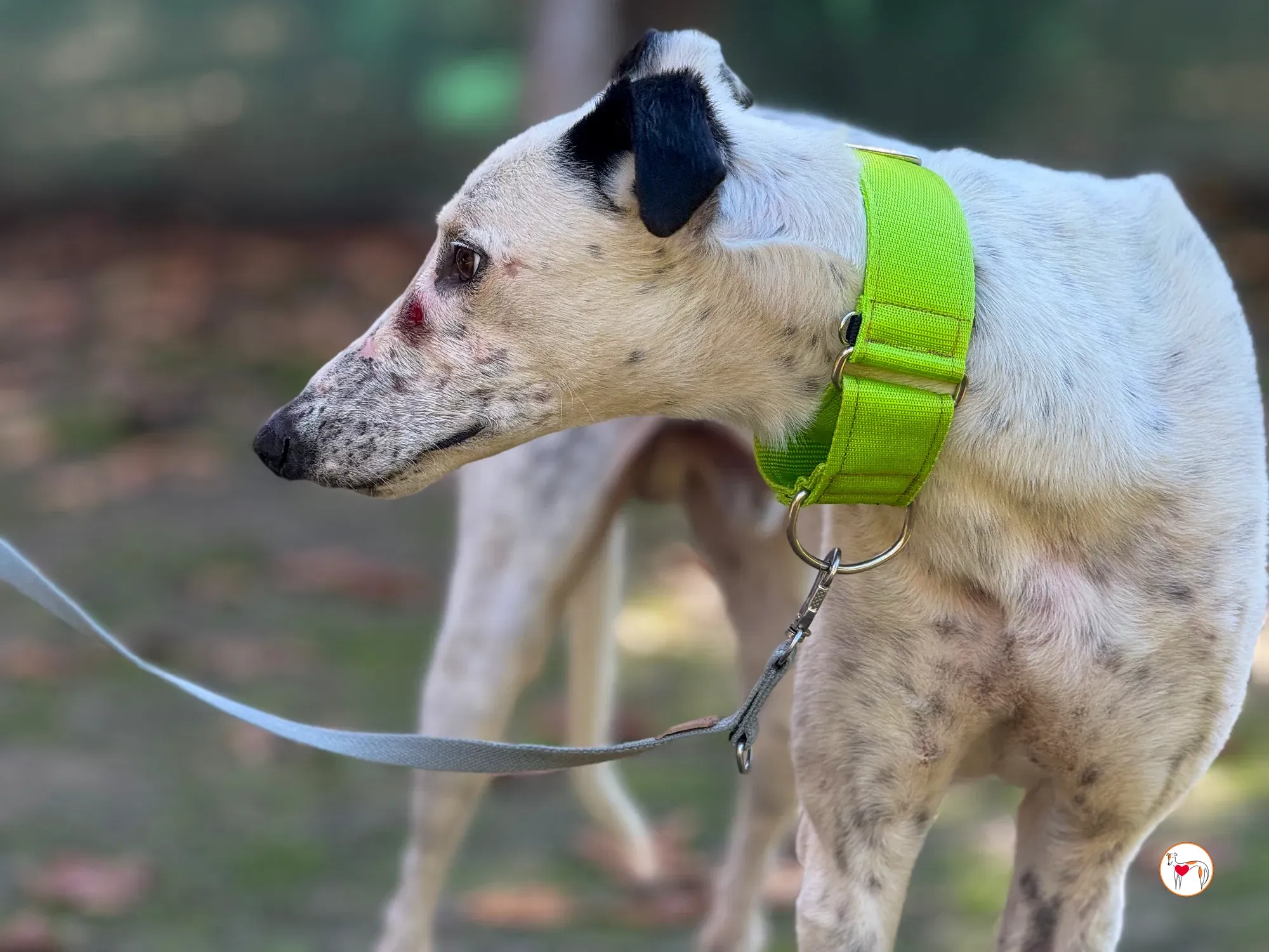 pirata galgo grey adozione 13