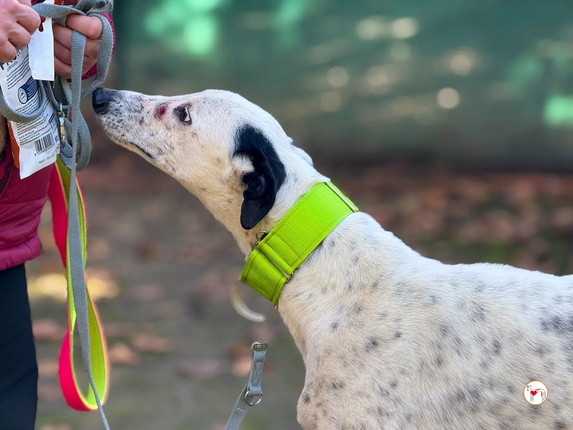 pirata galgo grey adozione 14