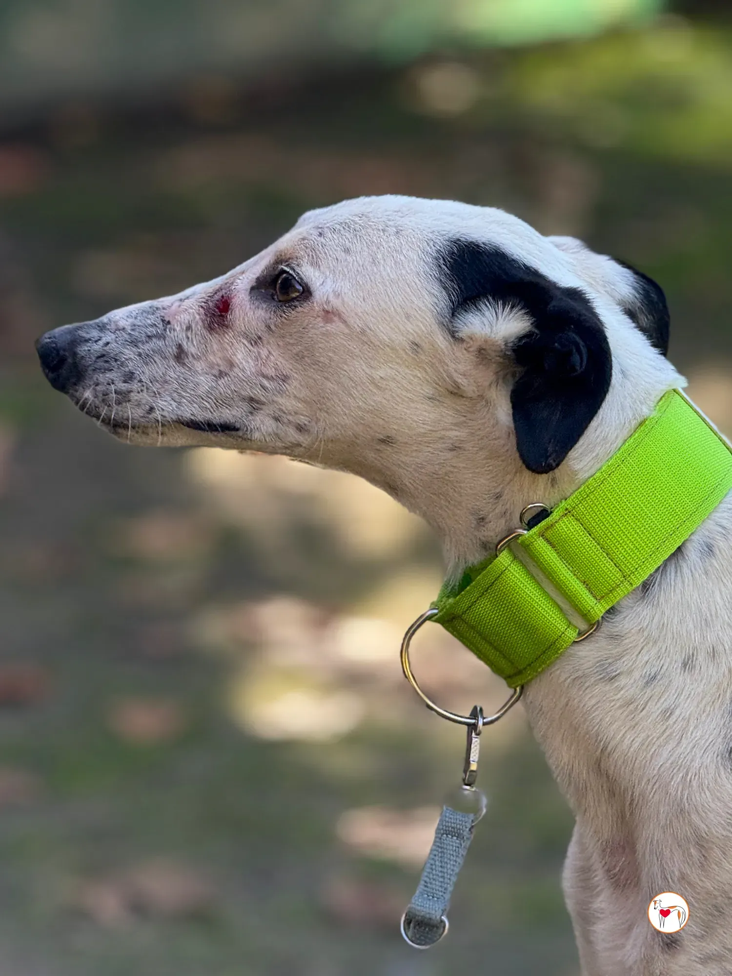 pirata galgo grey adozione 15