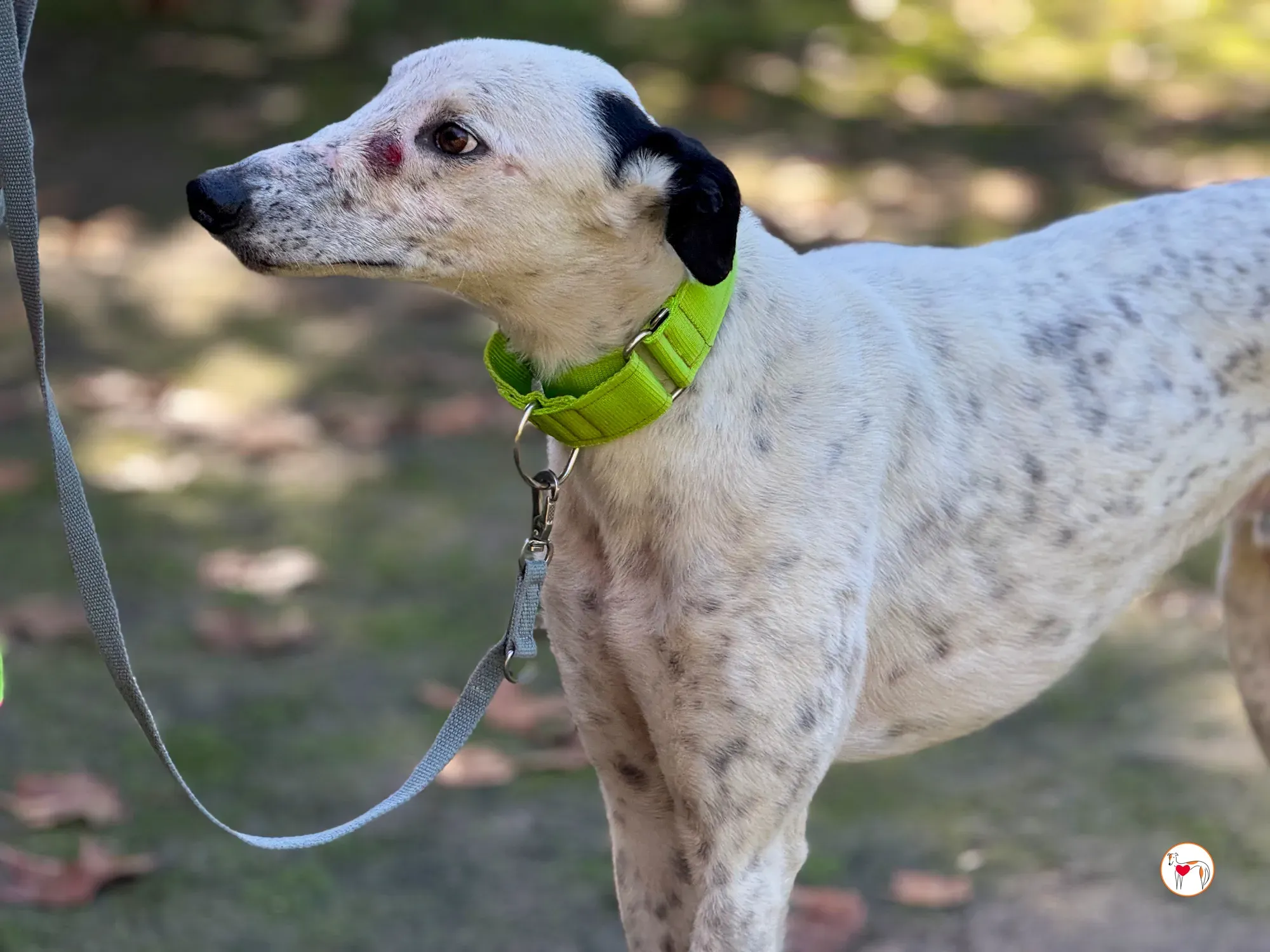pirata galgo grey adozione 16
