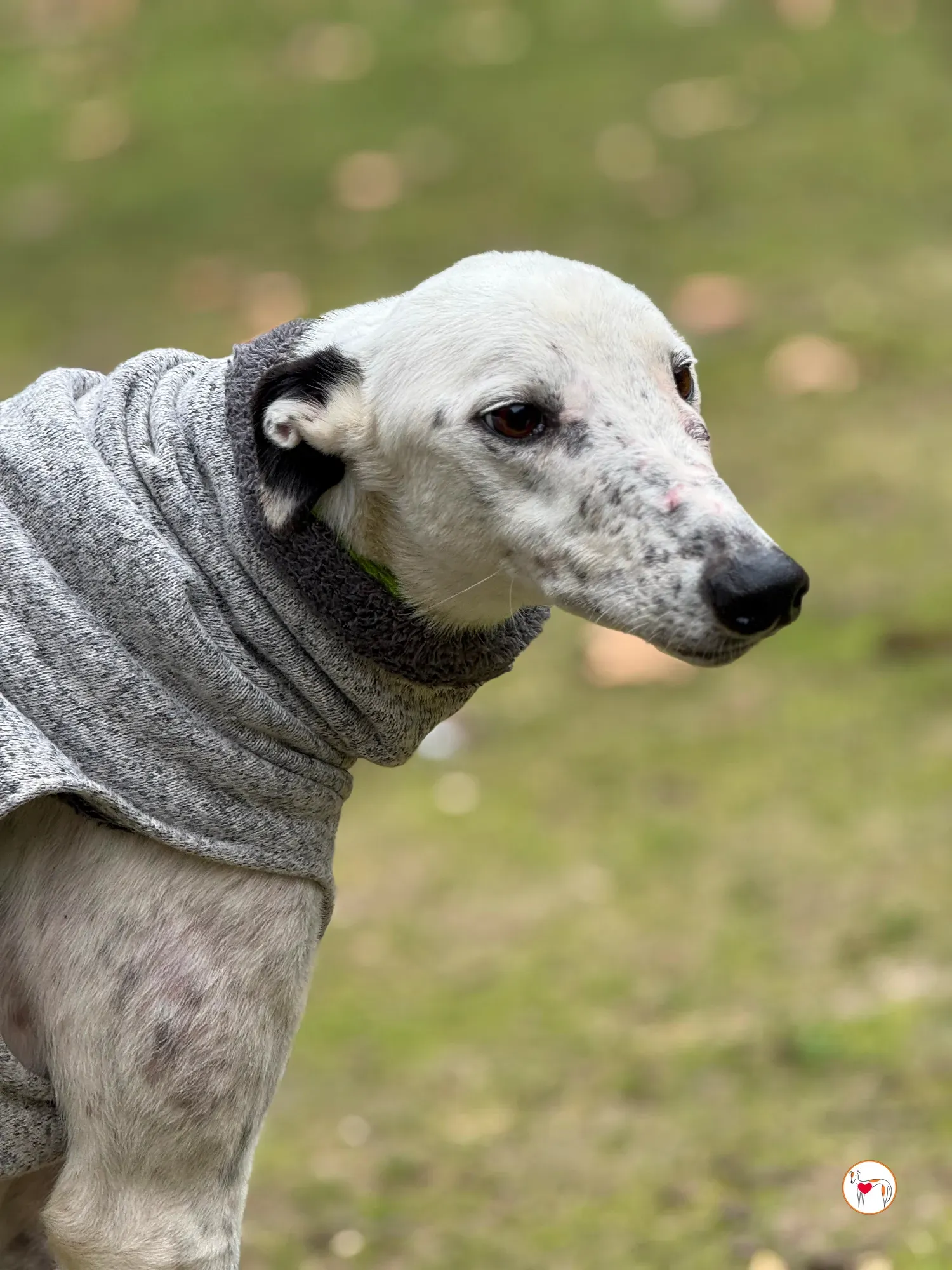 pirata galgo grey adozione 18 1