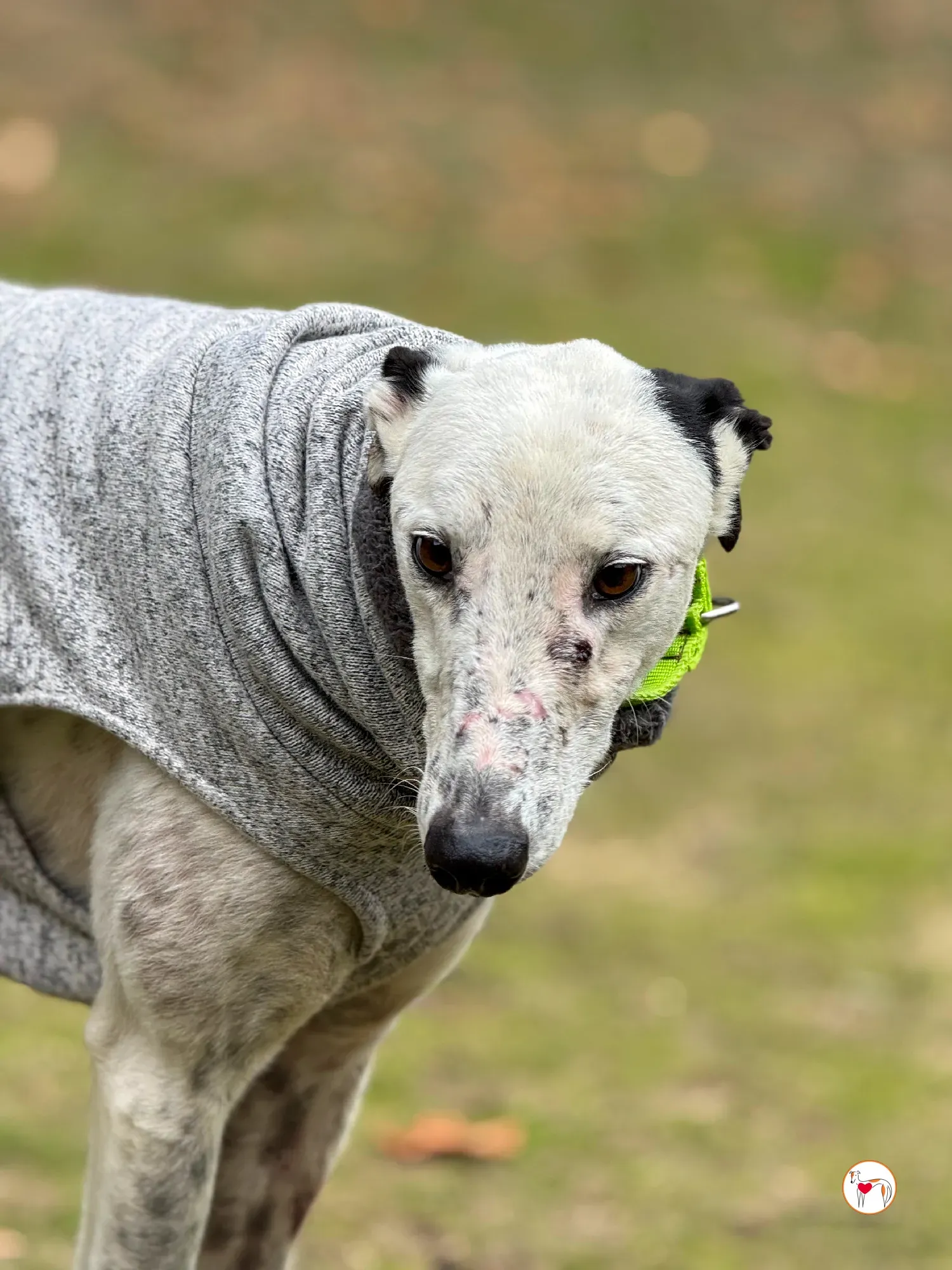 pirata galgo grey adozione 19