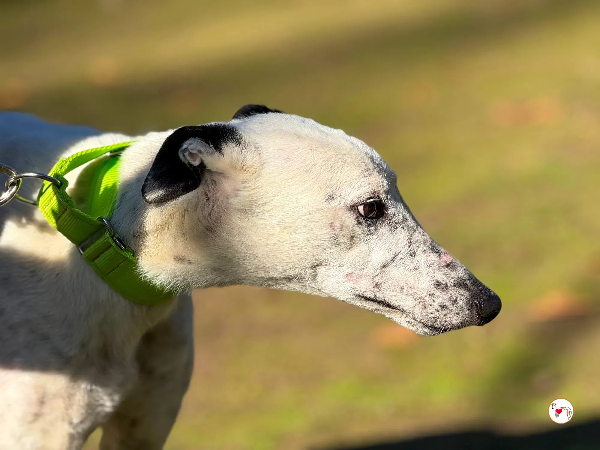 pirata galgo grey adozione 2