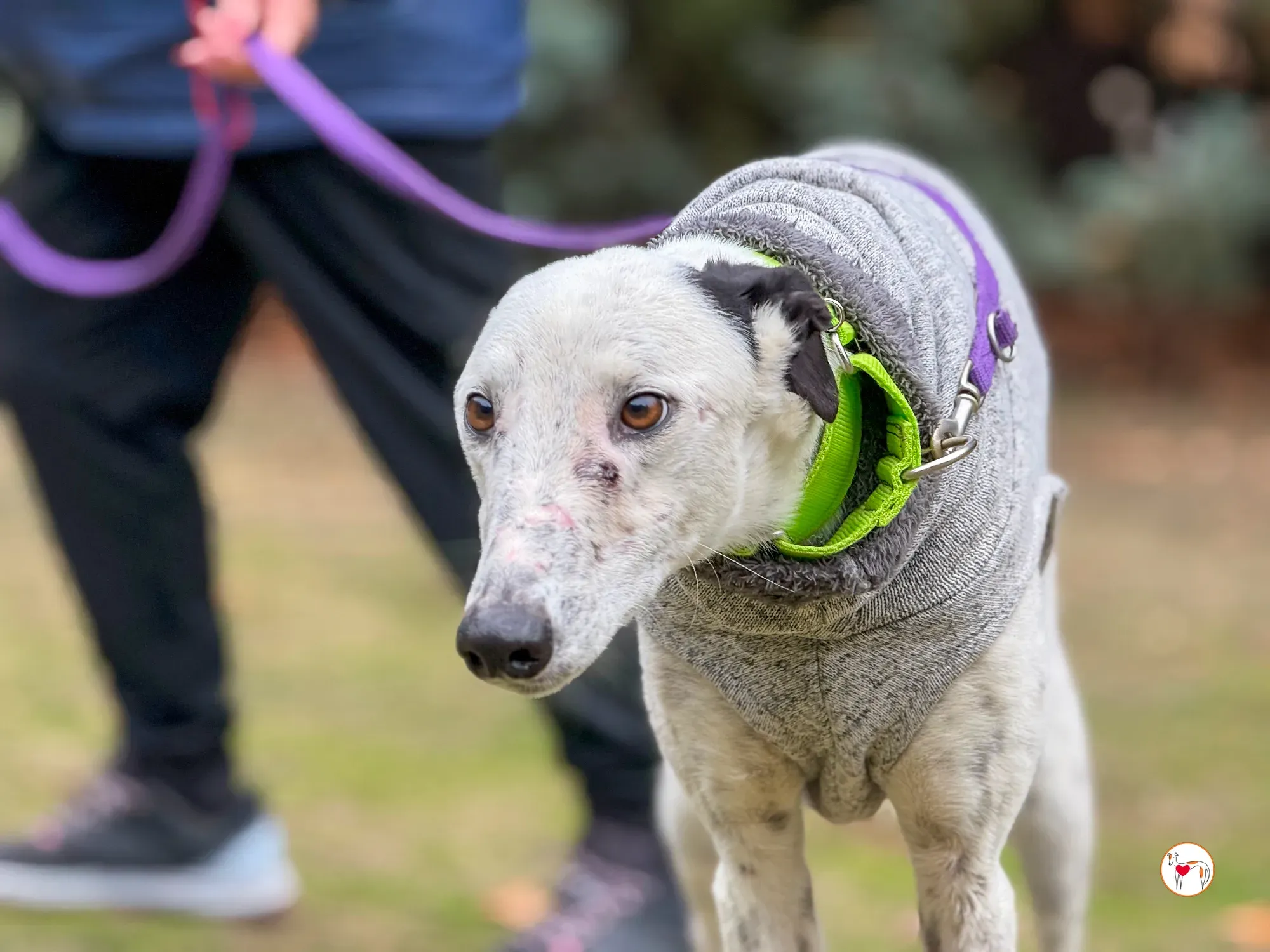 pirata galgo grey adozione 20