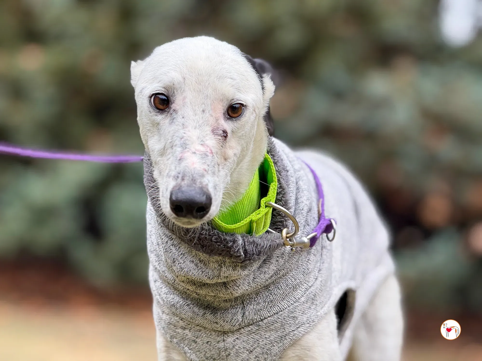 pirata galgo grey adozione 21