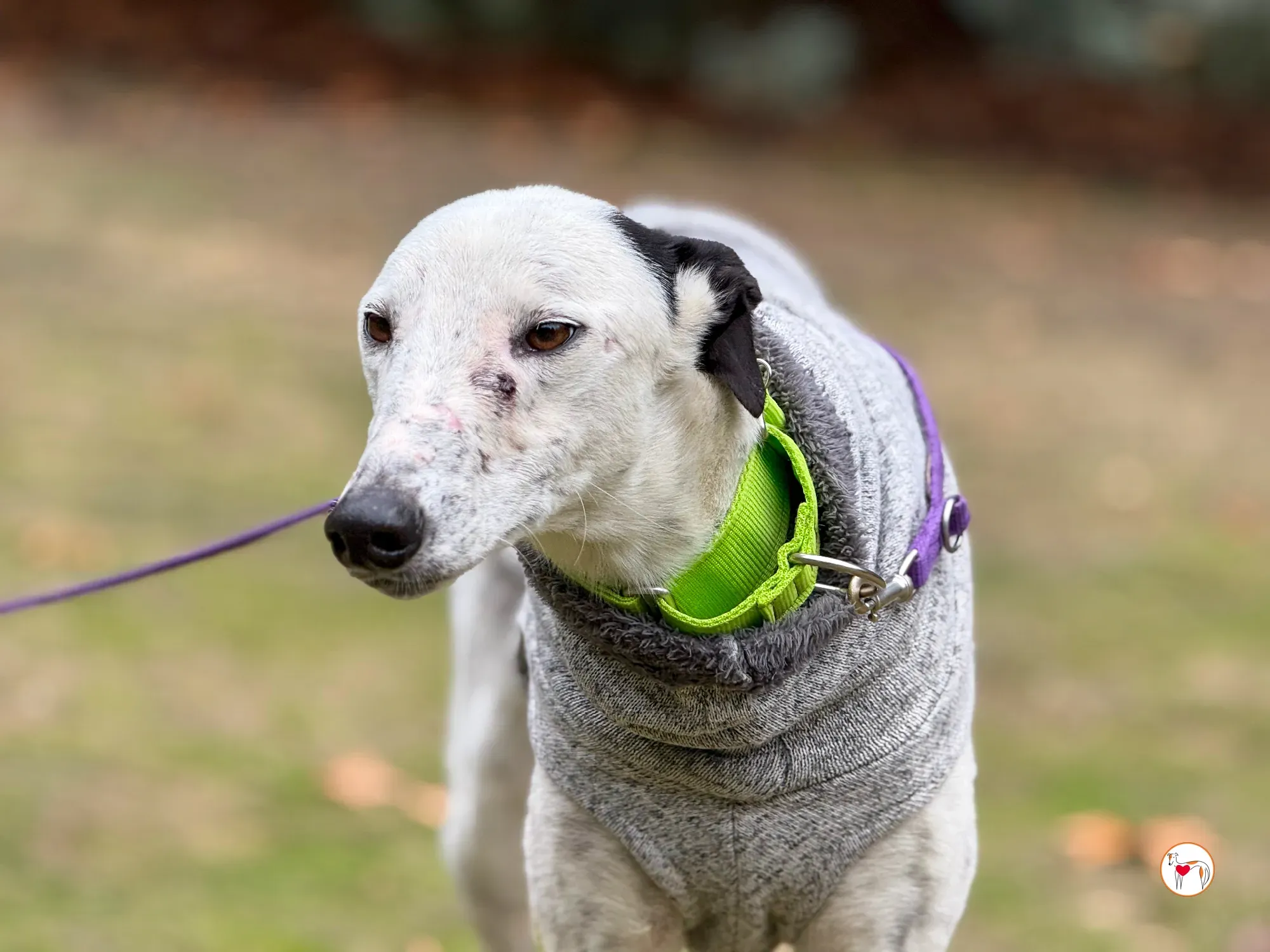 pirata galgo grey adozione 22
