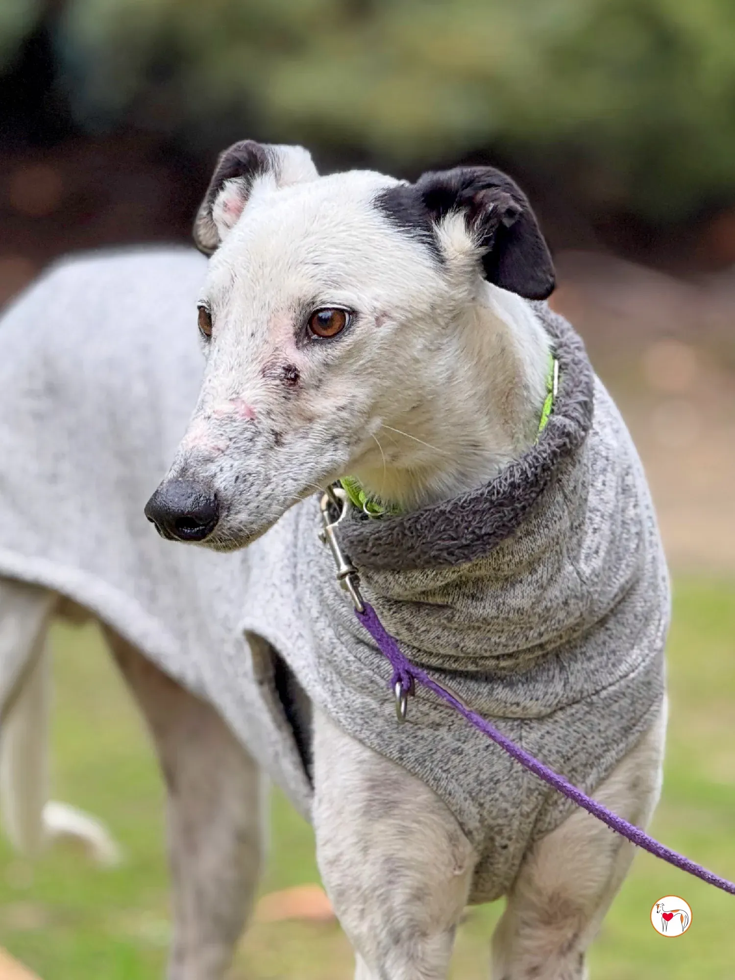 pirata galgo grey adozione 23