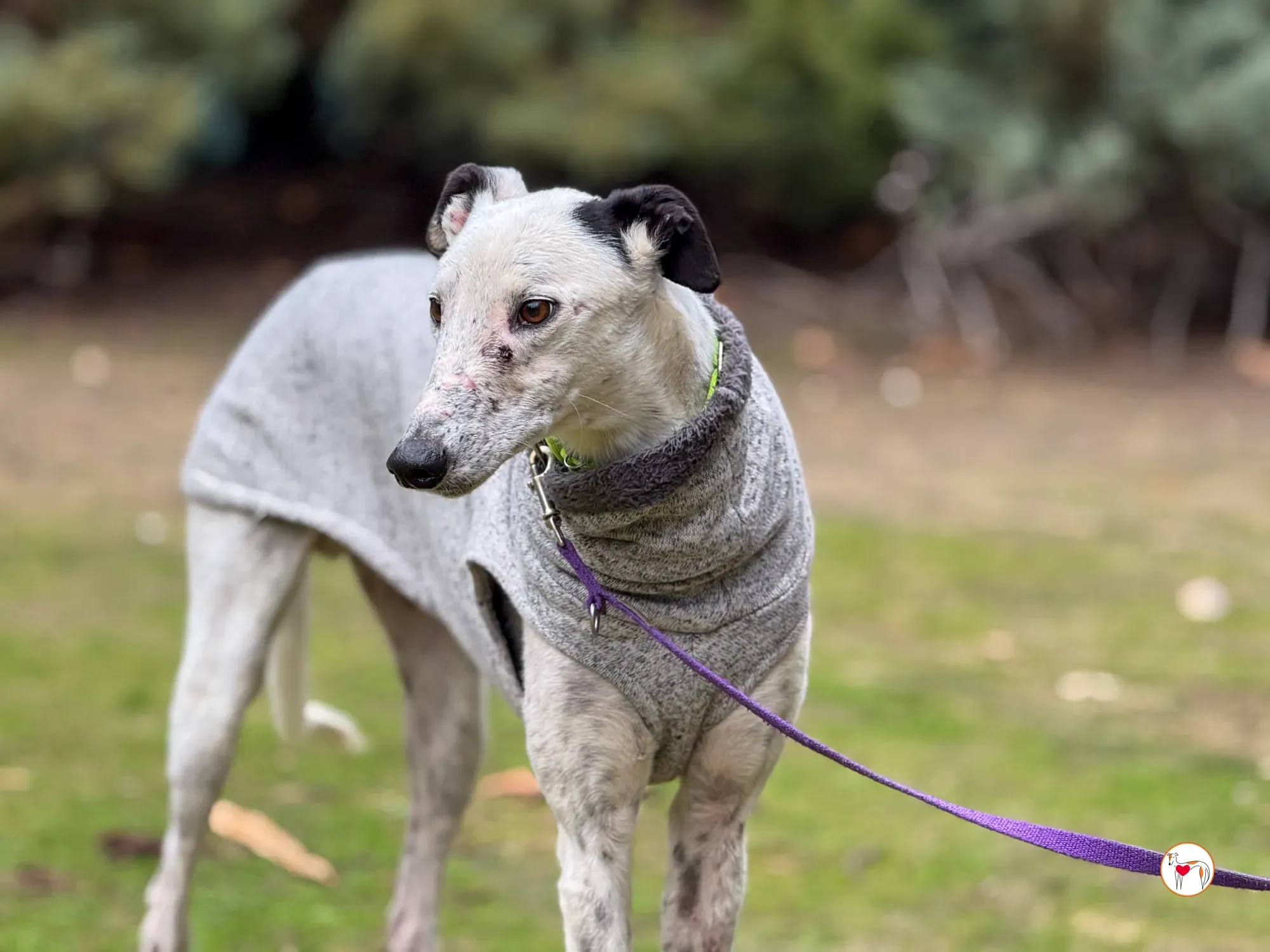 pirata galgo grey adozione 24