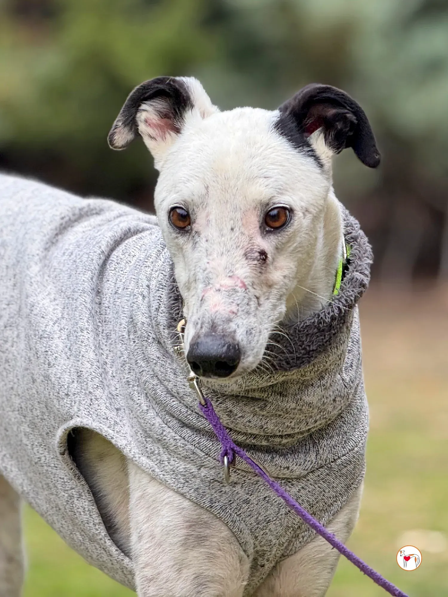 pirata galgo grey adozione 25