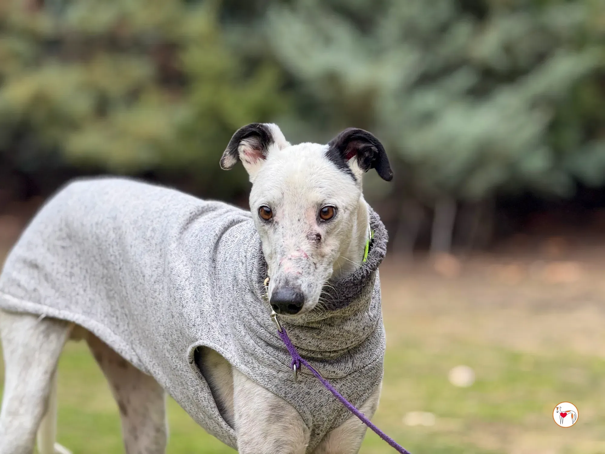 pirata galgo grey adozione 26