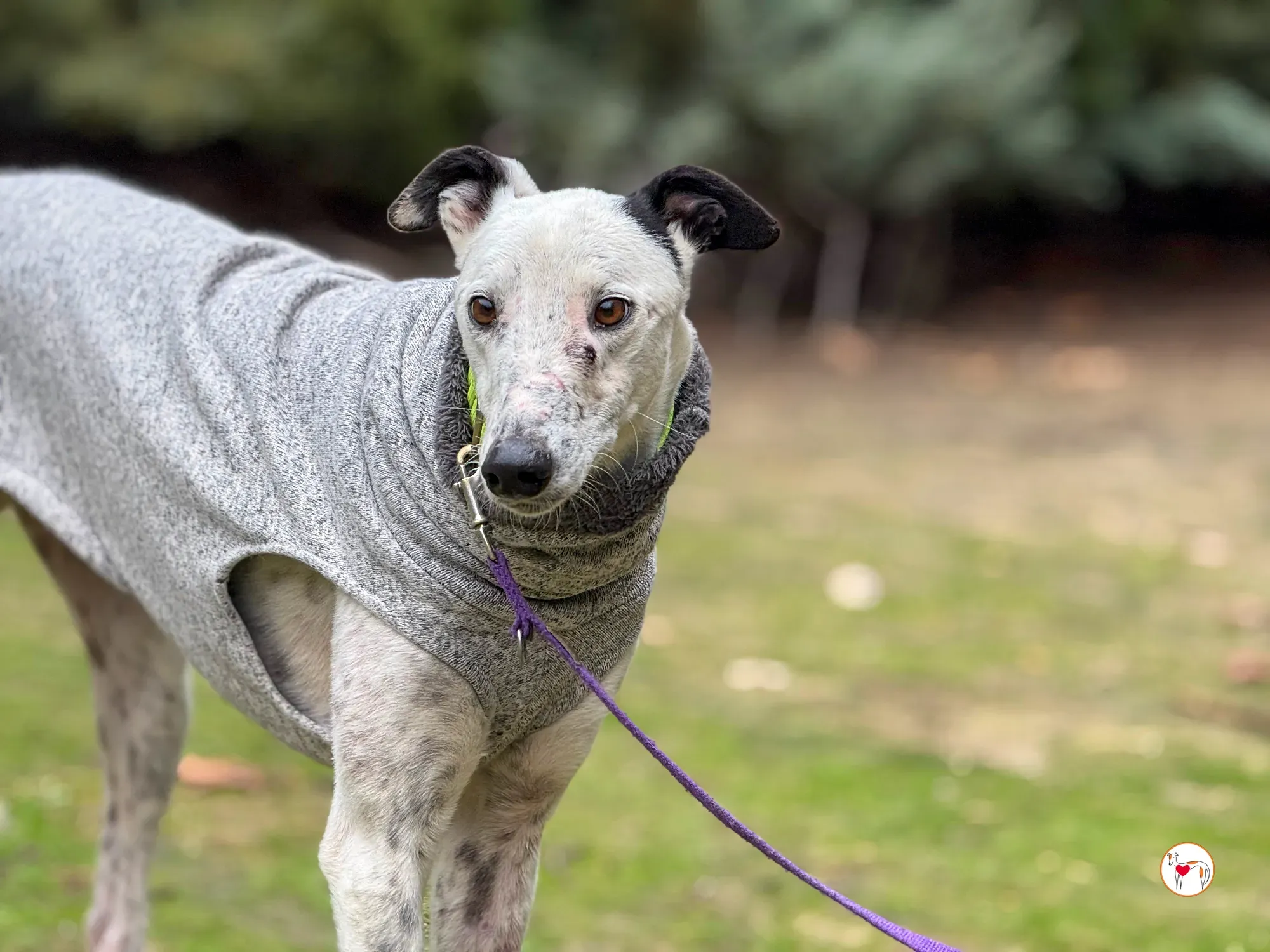 pirata galgo grey adozione 27 1