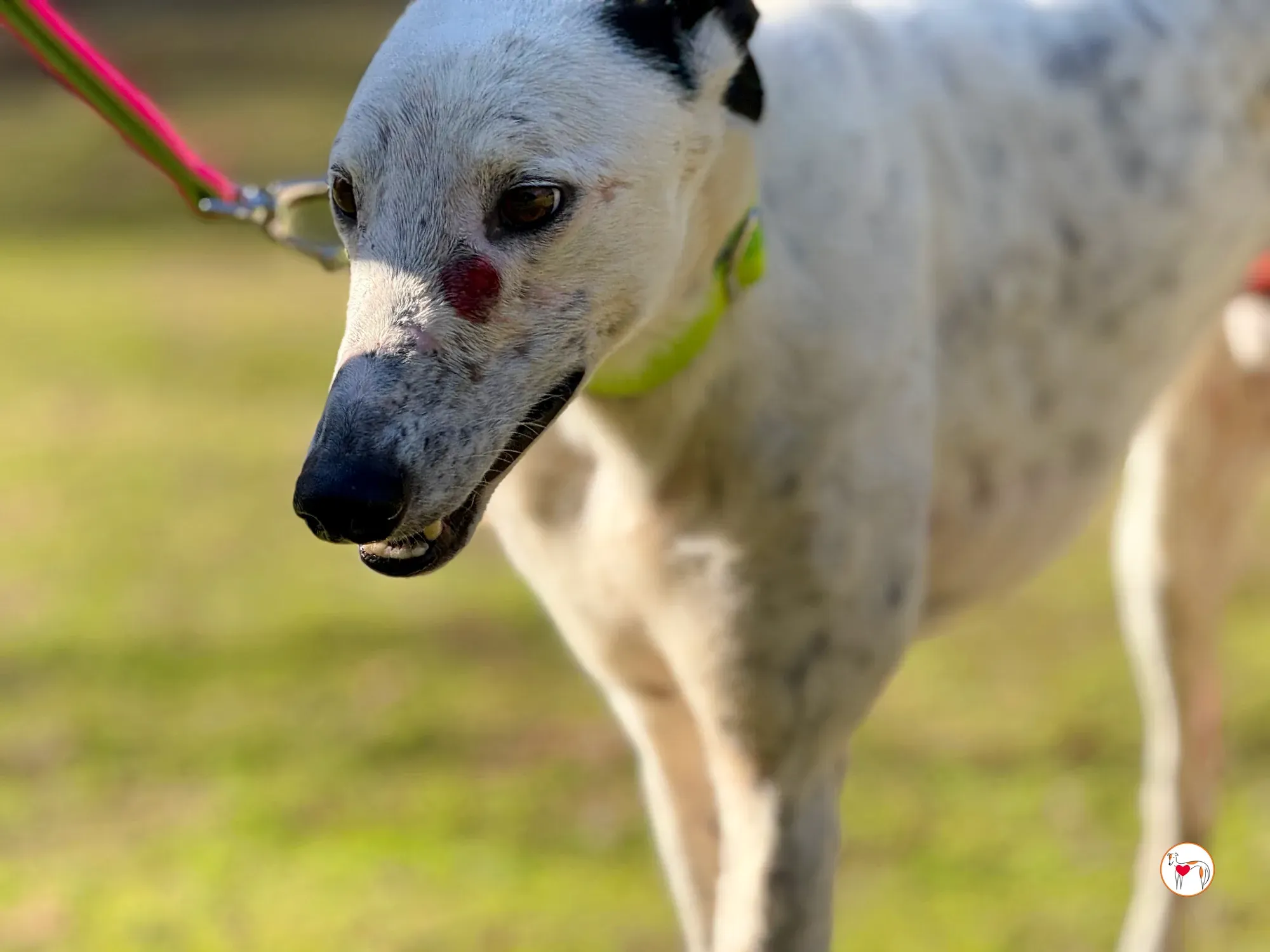 pirata galgo grey adozione 3