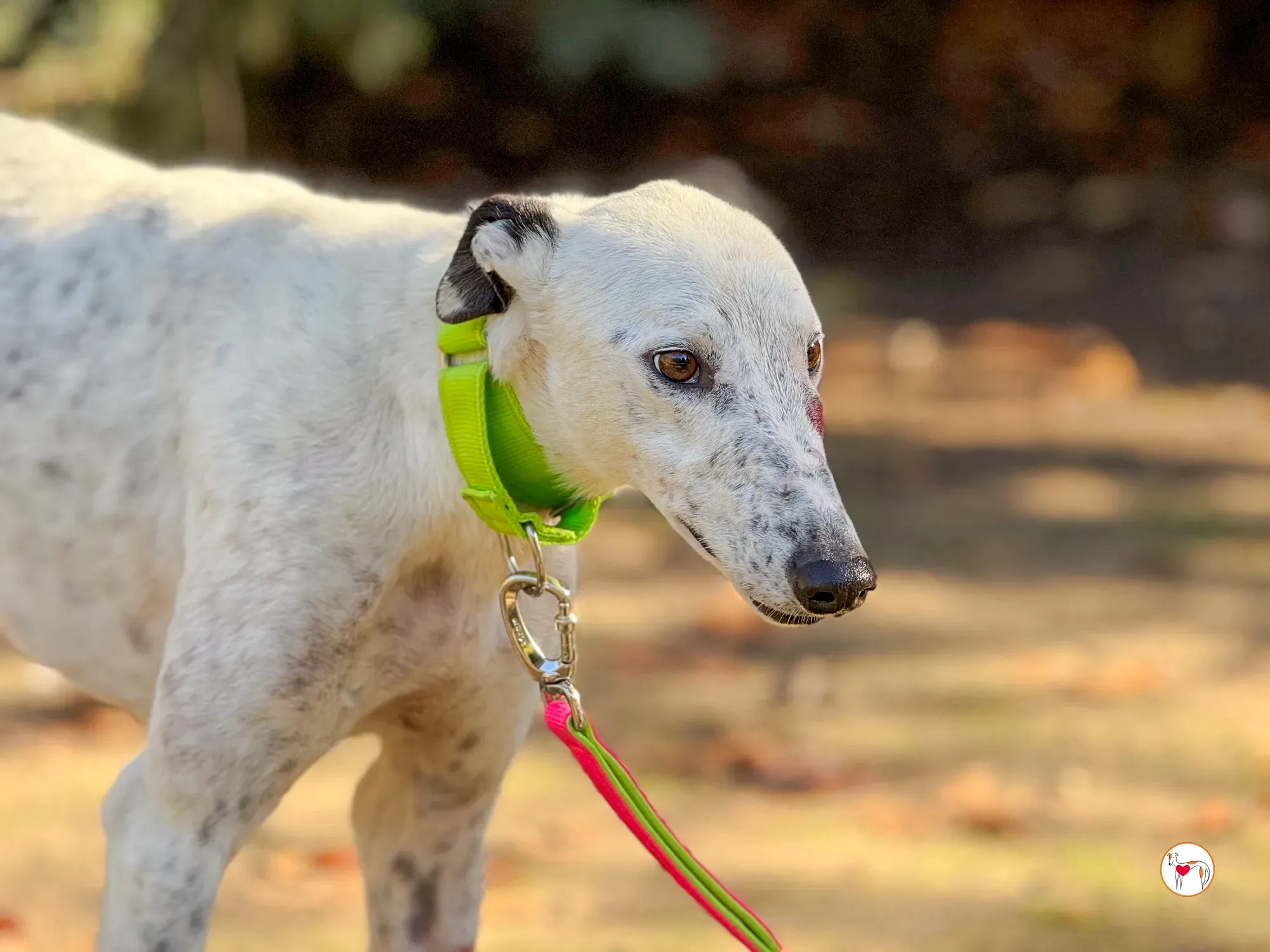 pirata galgo grey adozione 4