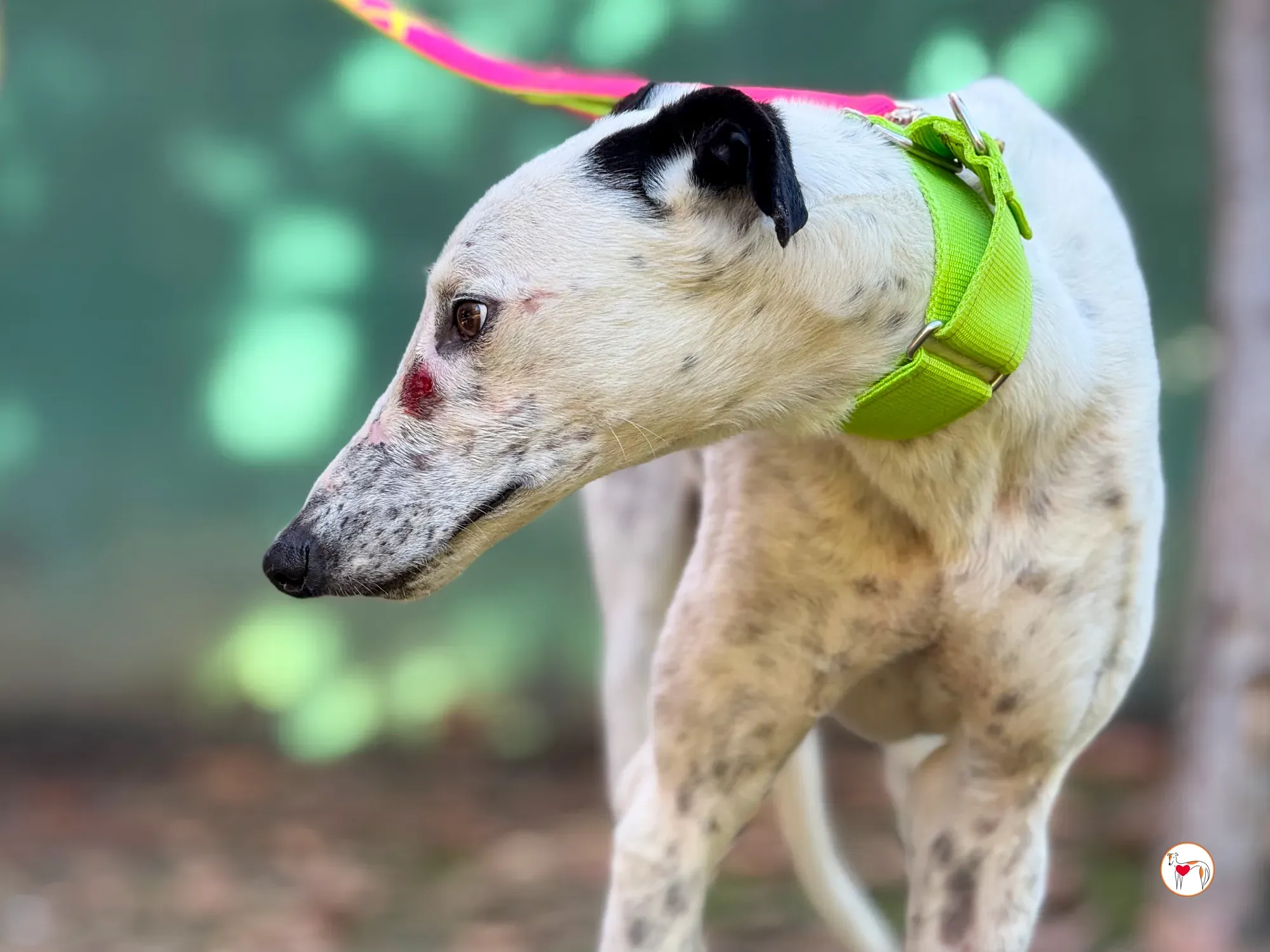 pirata galgo grey adozione 5