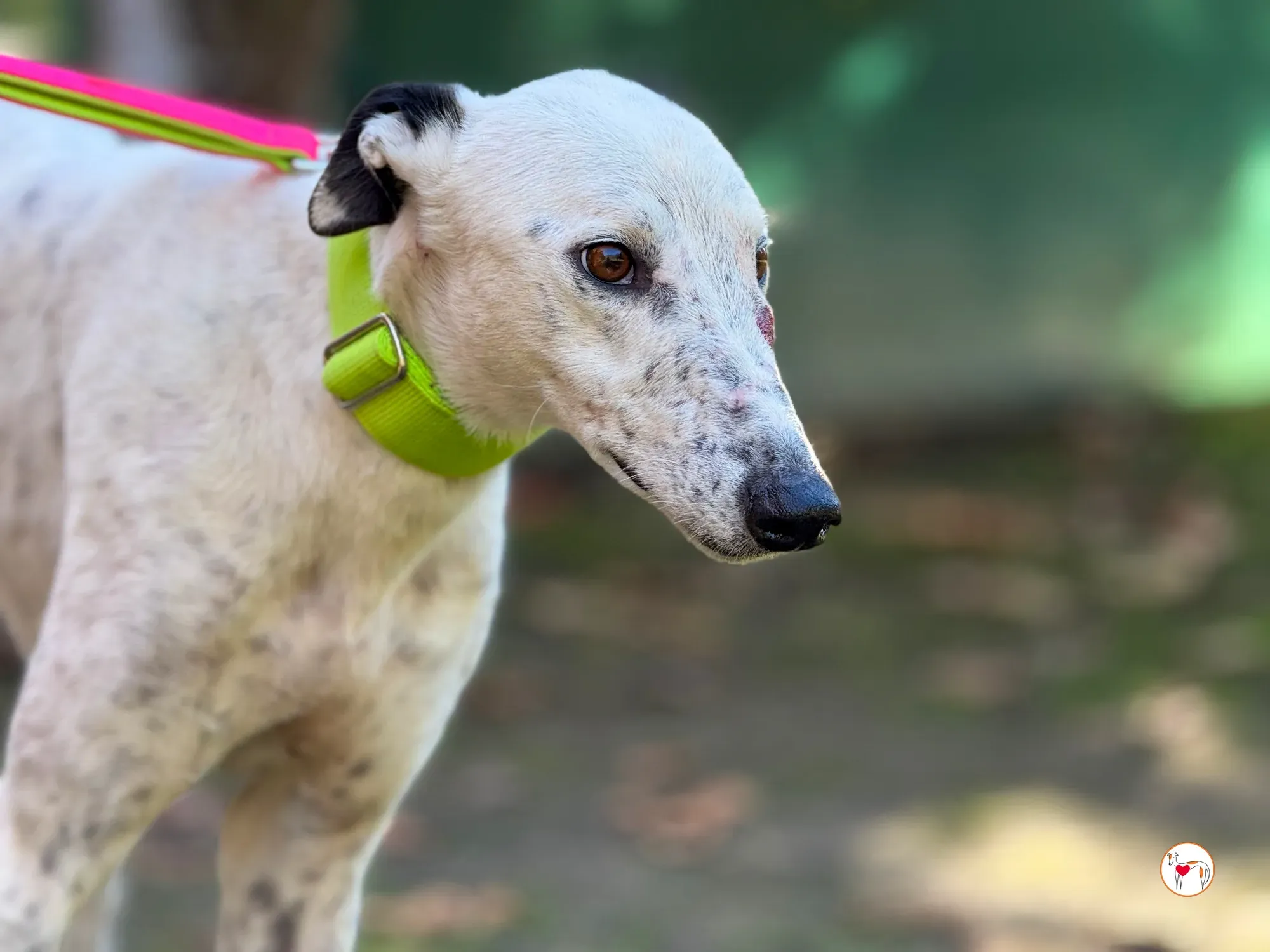 pirata galgo grey adozione 6