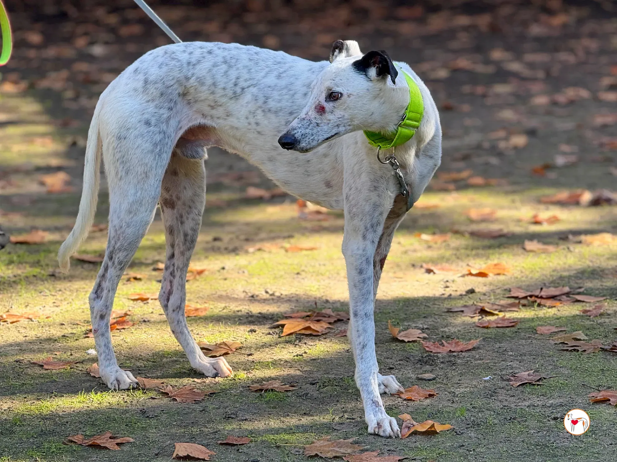 pirata galgo grey adozione 7