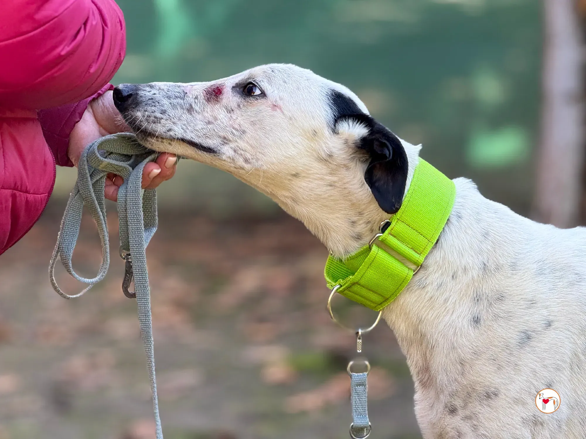 pirata galgo grey adozione 8