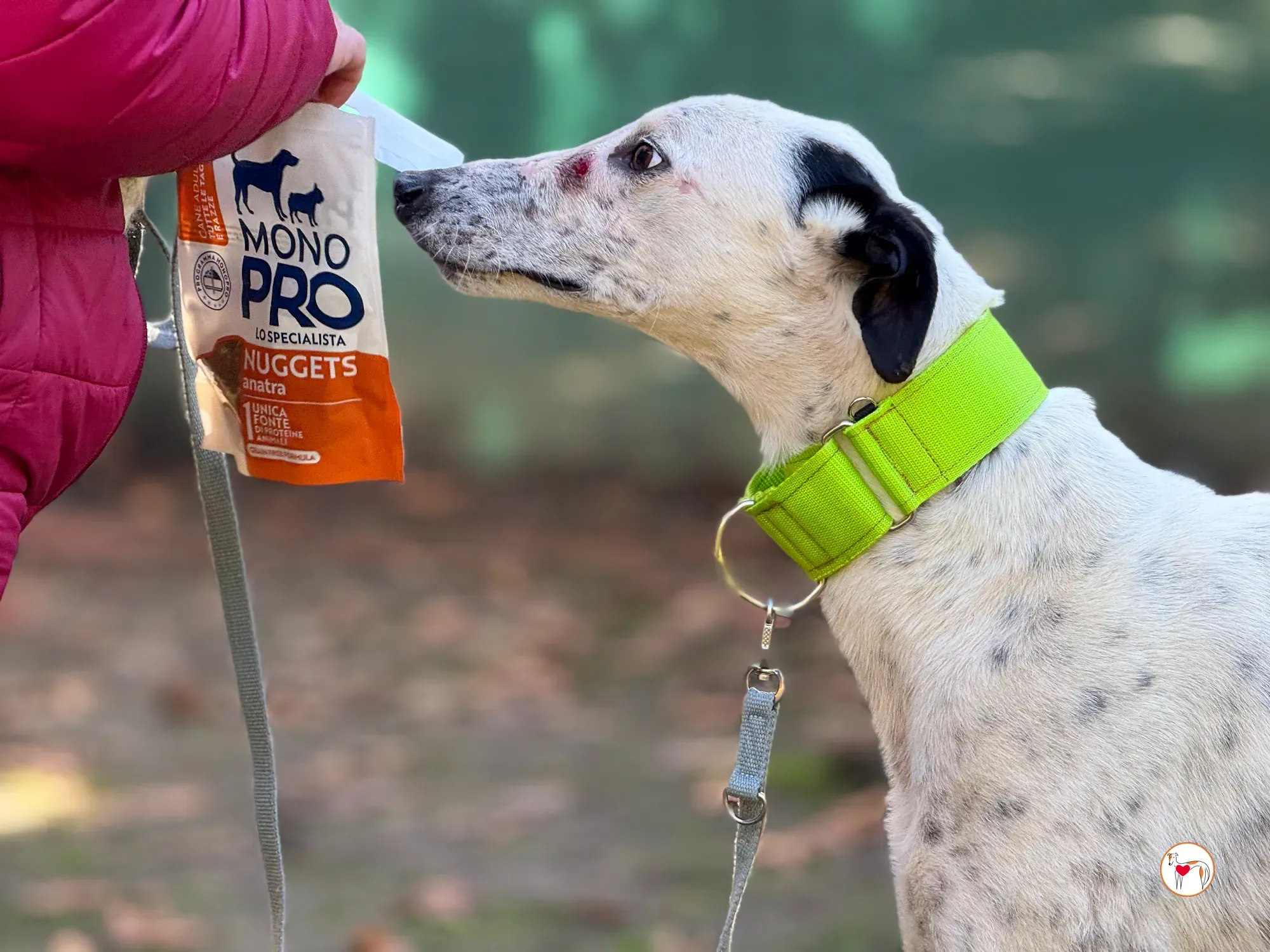 pirata galgo grey adozione 9